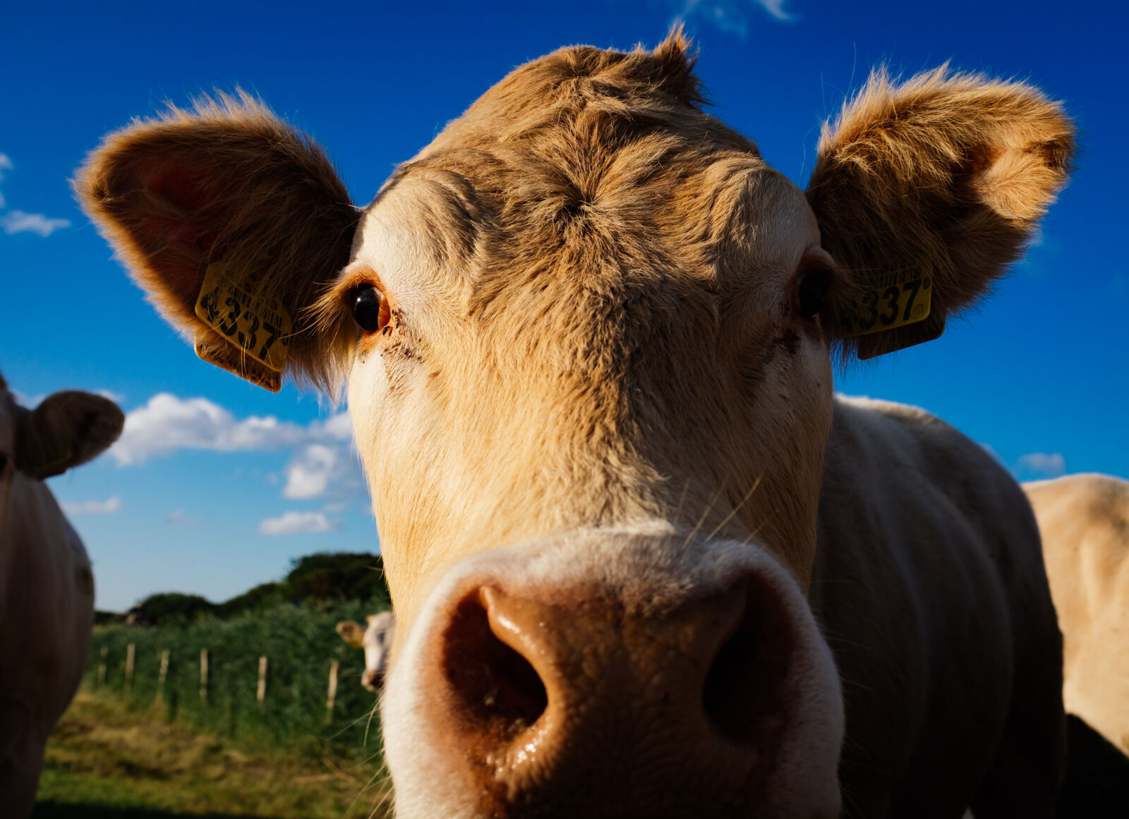 Fujifilm X100T sample photo. Cow photography