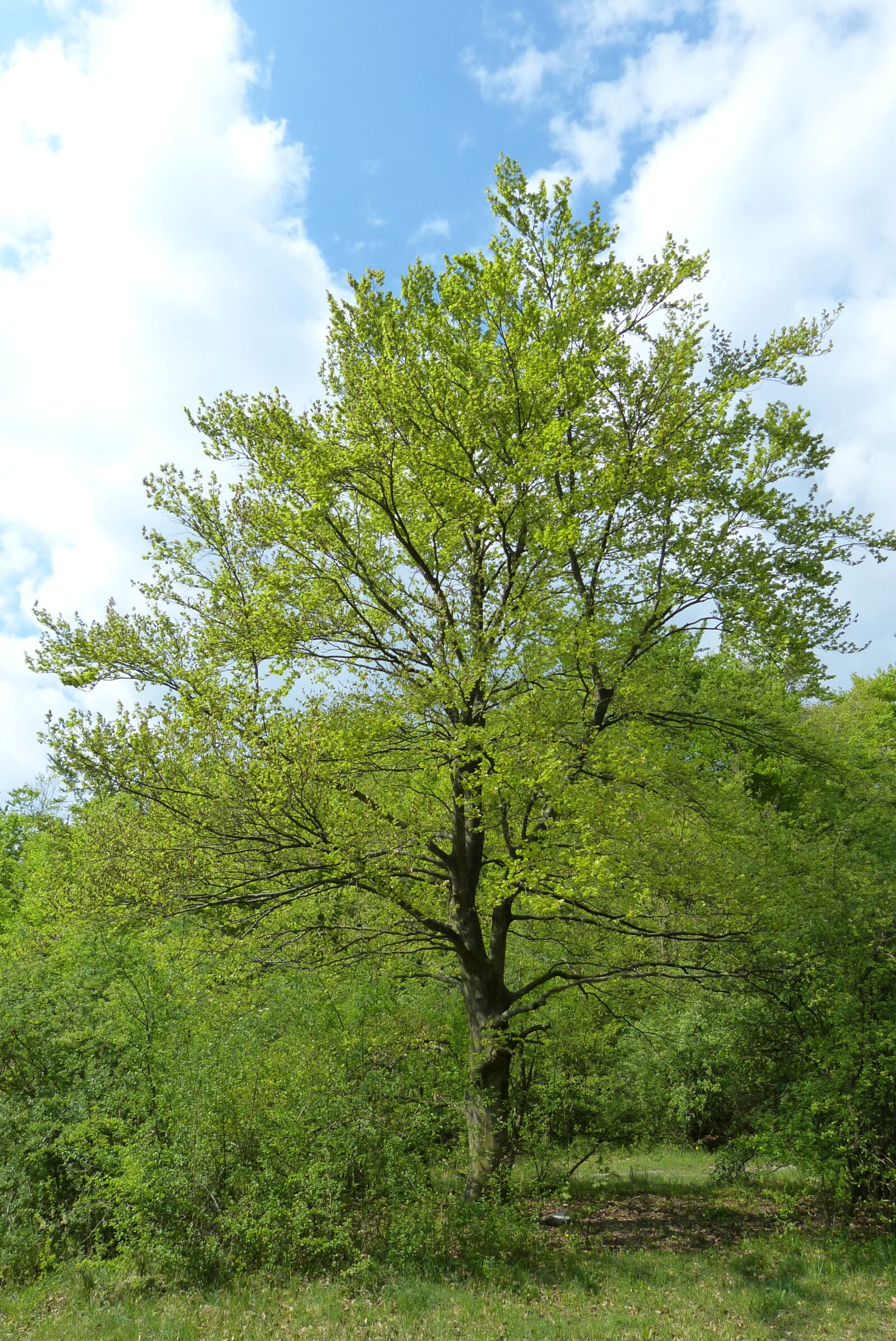 Panasonic Lumix DMC-FZ150 sample photo. Tree, north rhine-westphalia, hiking photography