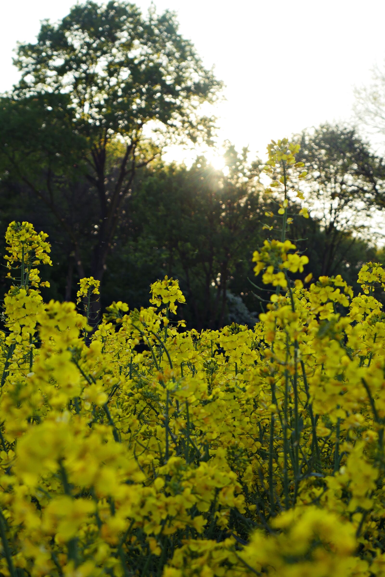 Panasonic Lumix DMC-GH4 sample photo. Spring, flowers, nature photography