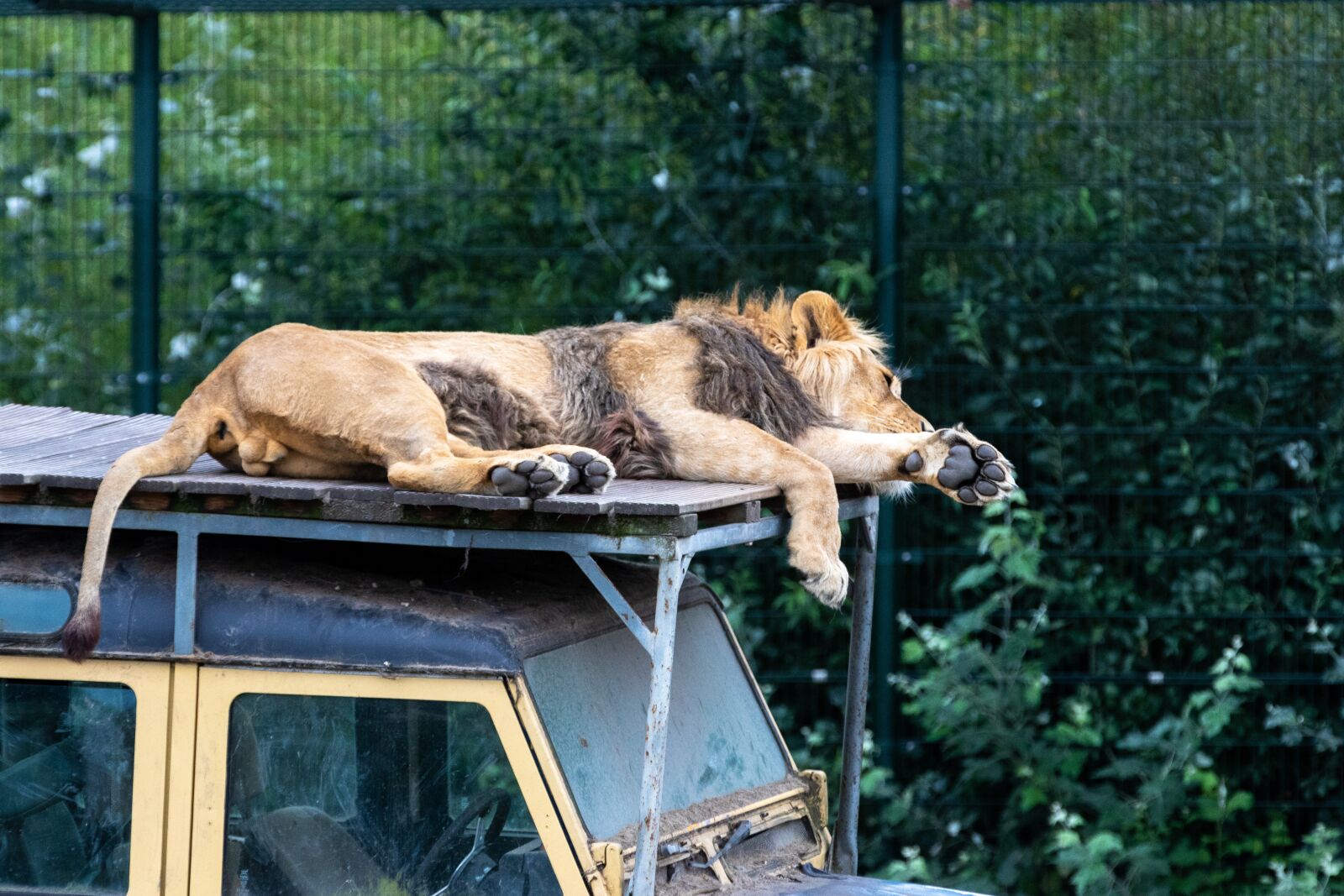 Canon EOS 80D sample photo. Lion, big cat, predator photography