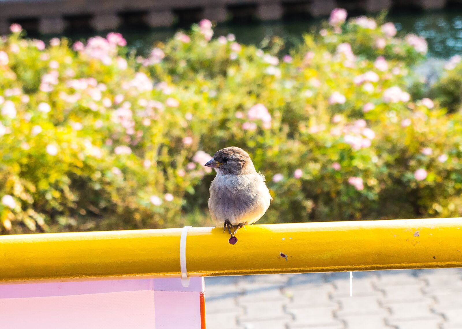 Pentax K-S2 sample photo. Sparrow, bird, nature photography