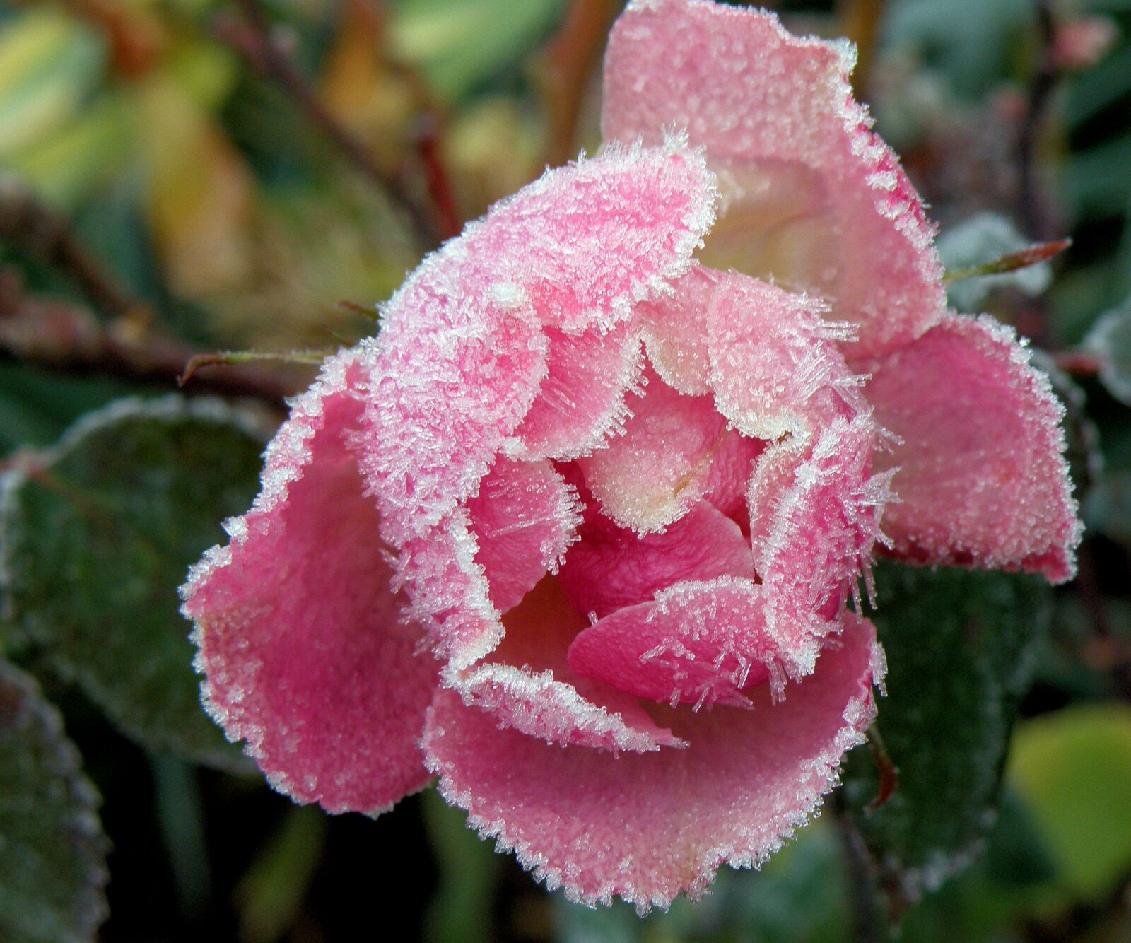 Olympus SP570UZ sample photo. Frost, flower, winter photography