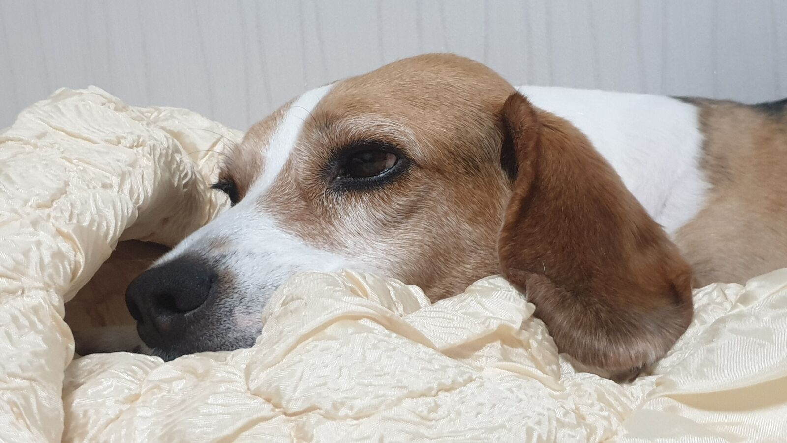 Samsung Galaxy S9+ sample photo. Beagle, navada, experimental dog photography