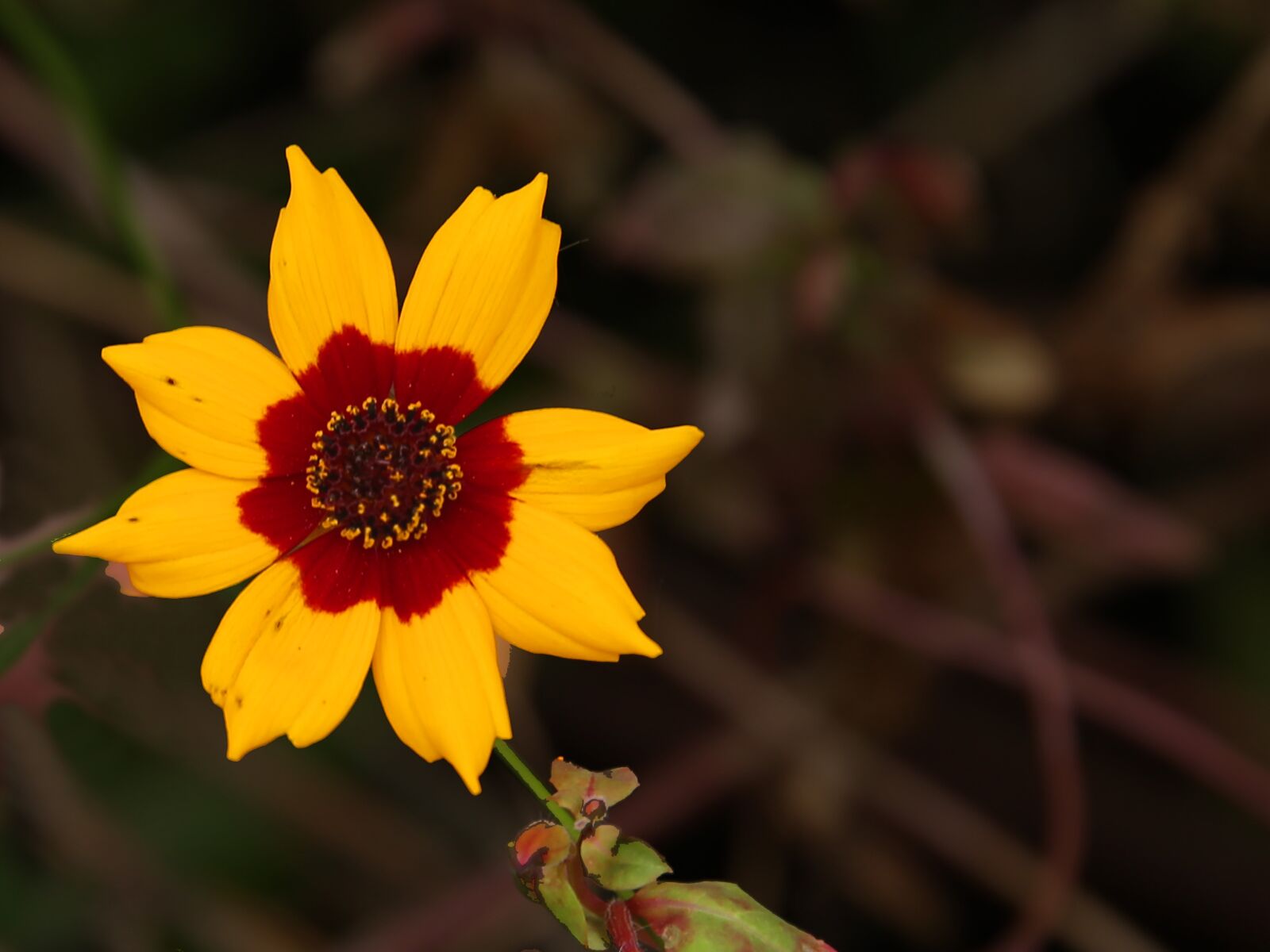 Canon EF 24-70mm F2.8L II USM sample photo. Flower, blossom, bloom photography