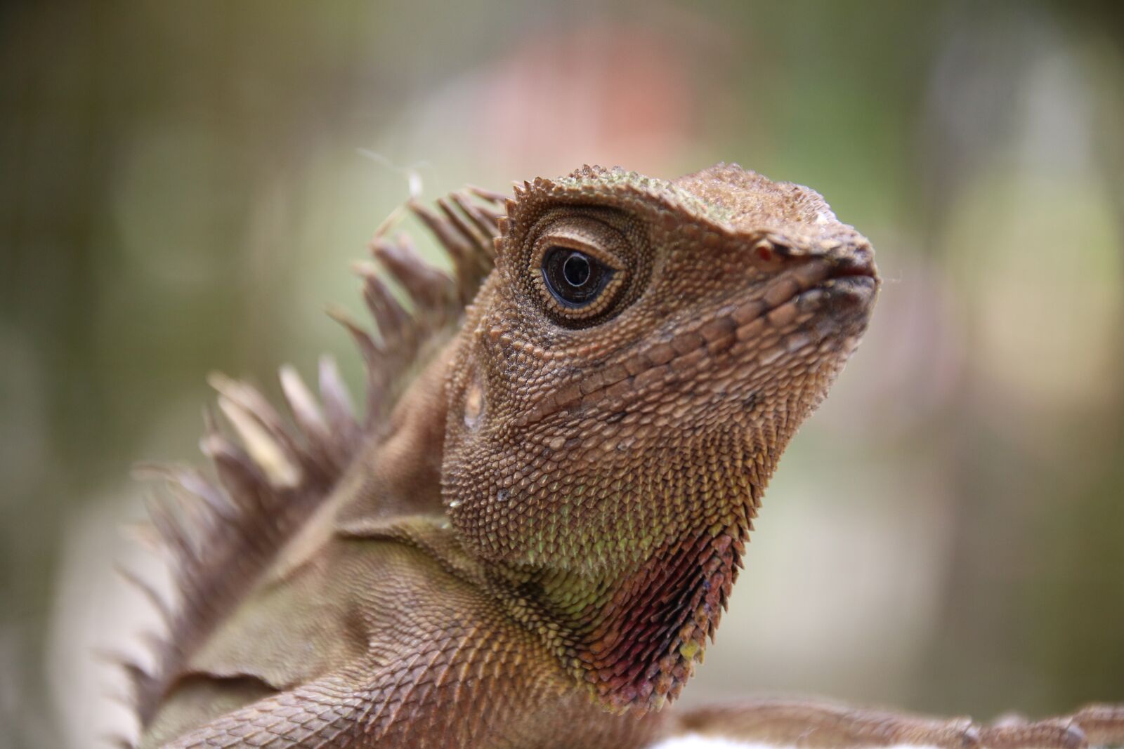 Canon EOS 760D (EOS Rebel T6s / EOS 8000D) sample photo. Lizard, reptile, animal photography