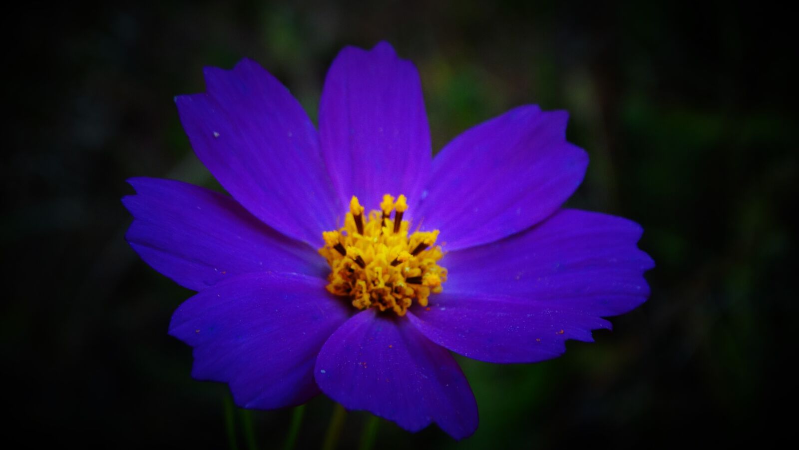 Sony Cyber-shot DSC-HX300 sample photo. Flower, plant, beautiful photography