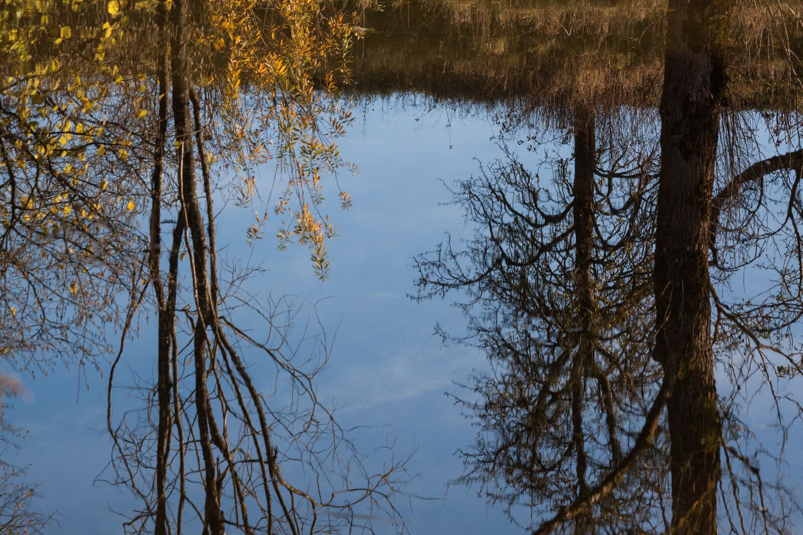 Canon EOS 50D sample photo. Lake, tree, trees photography