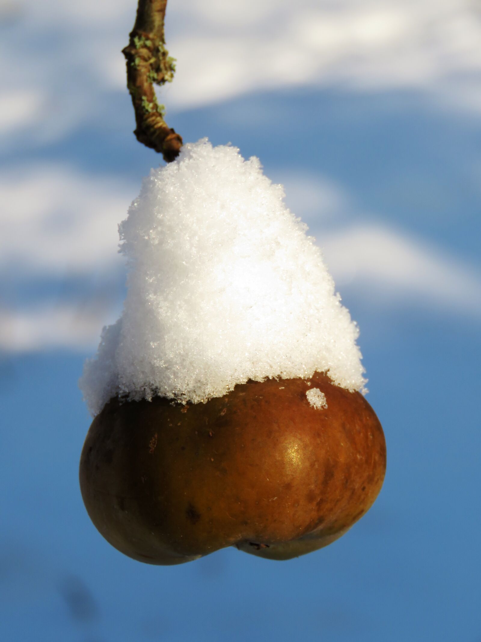 Canon PowerShot SX60 HS sample photo. Apple, winter, snow photography
