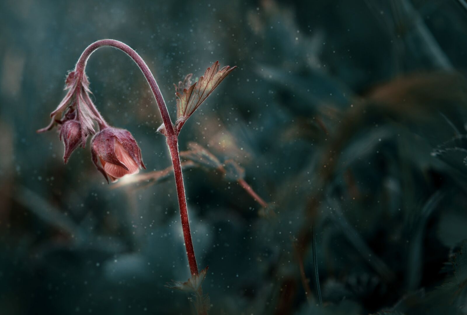 Nikon D5100 sample photo. Wild, flower, g um photography