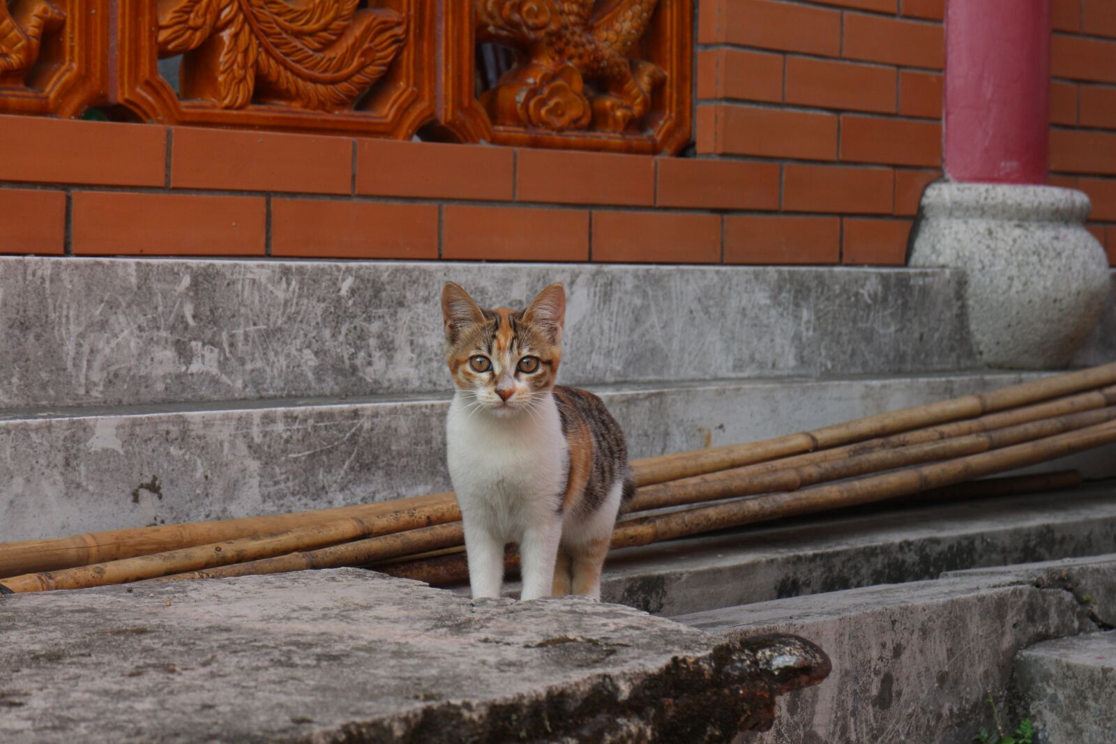 Canon EOS M2 sample photo. Animal, cats, temple photography