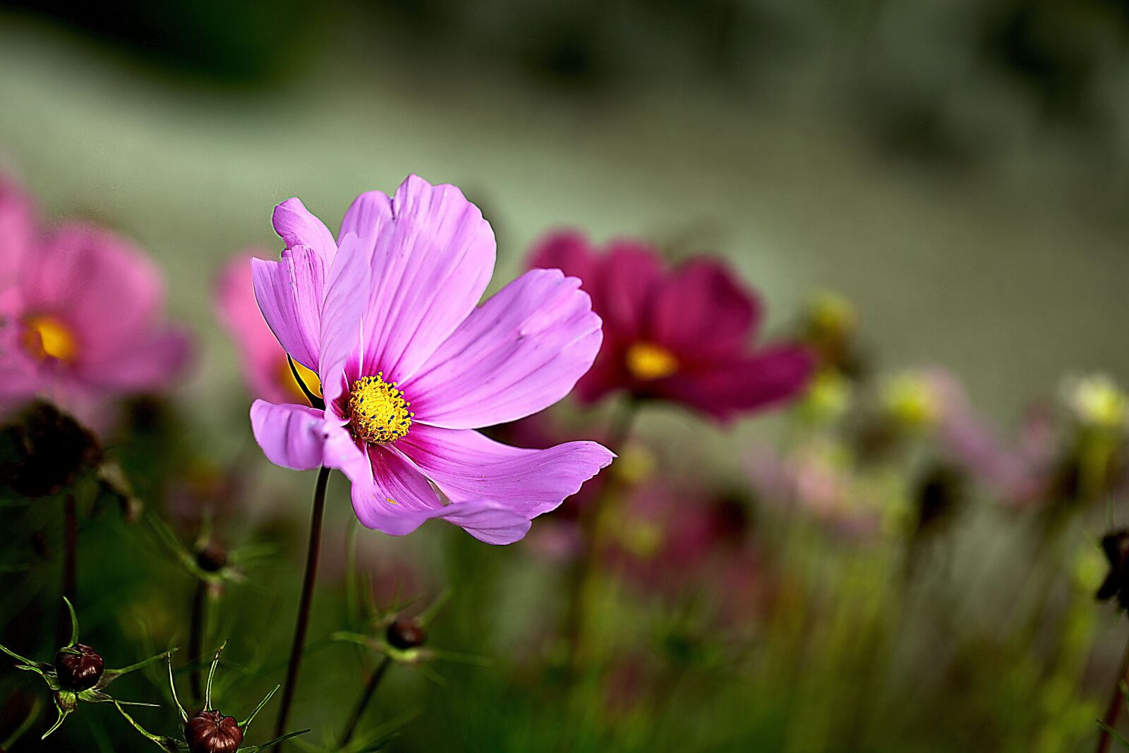 Canon EOS 5D Mark II sample photo. Garden flowers, space, on photography
