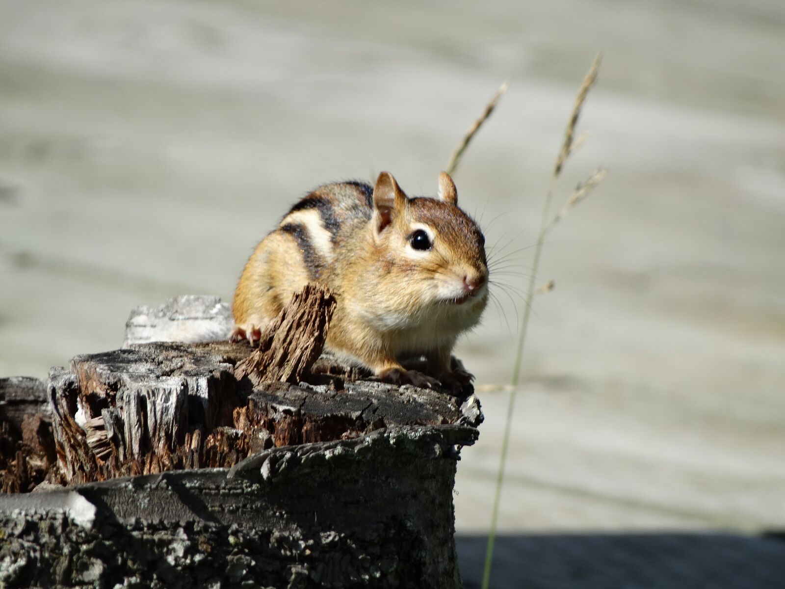 Sony Cyber-shot DSC-HX300 sample photo. Chipmunk, cute, wildlife photography