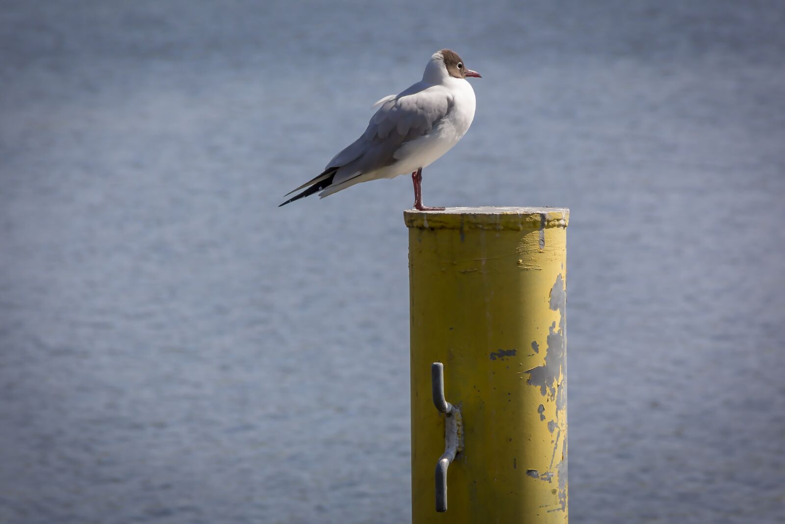Canon EOS 600D (Rebel EOS T3i / EOS Kiss X5) sample photo. Seagull, water, bird photography