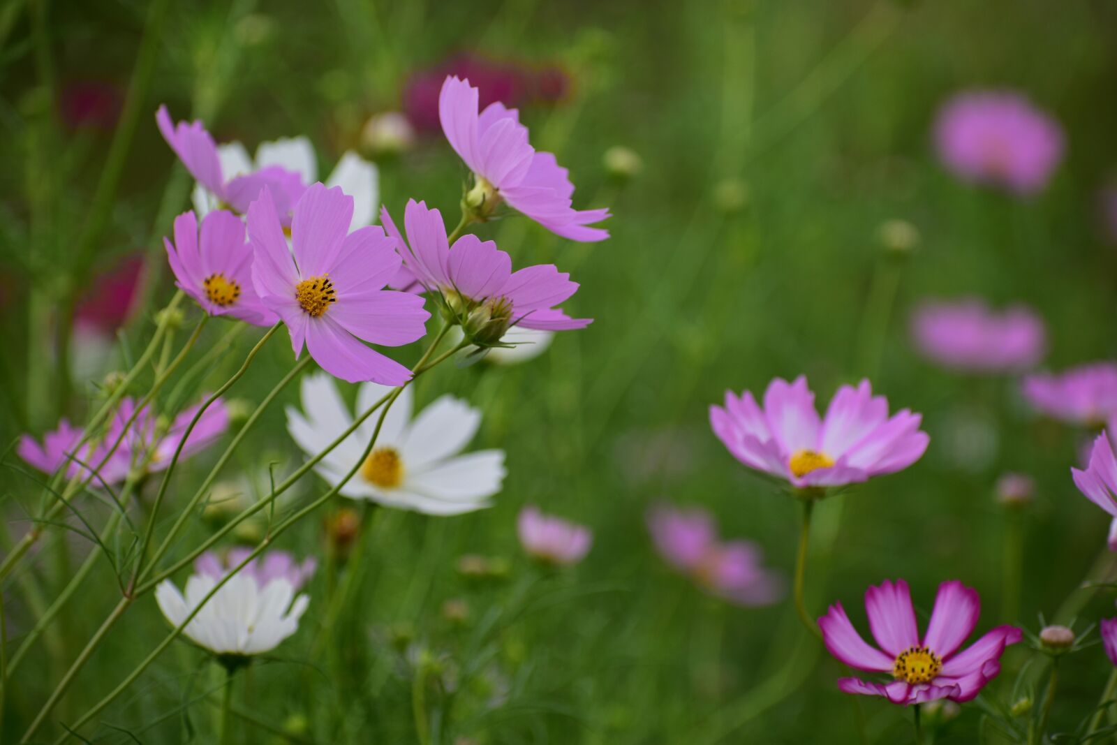 Nikon D7200 sample photo. Natural, landscape, plant photography