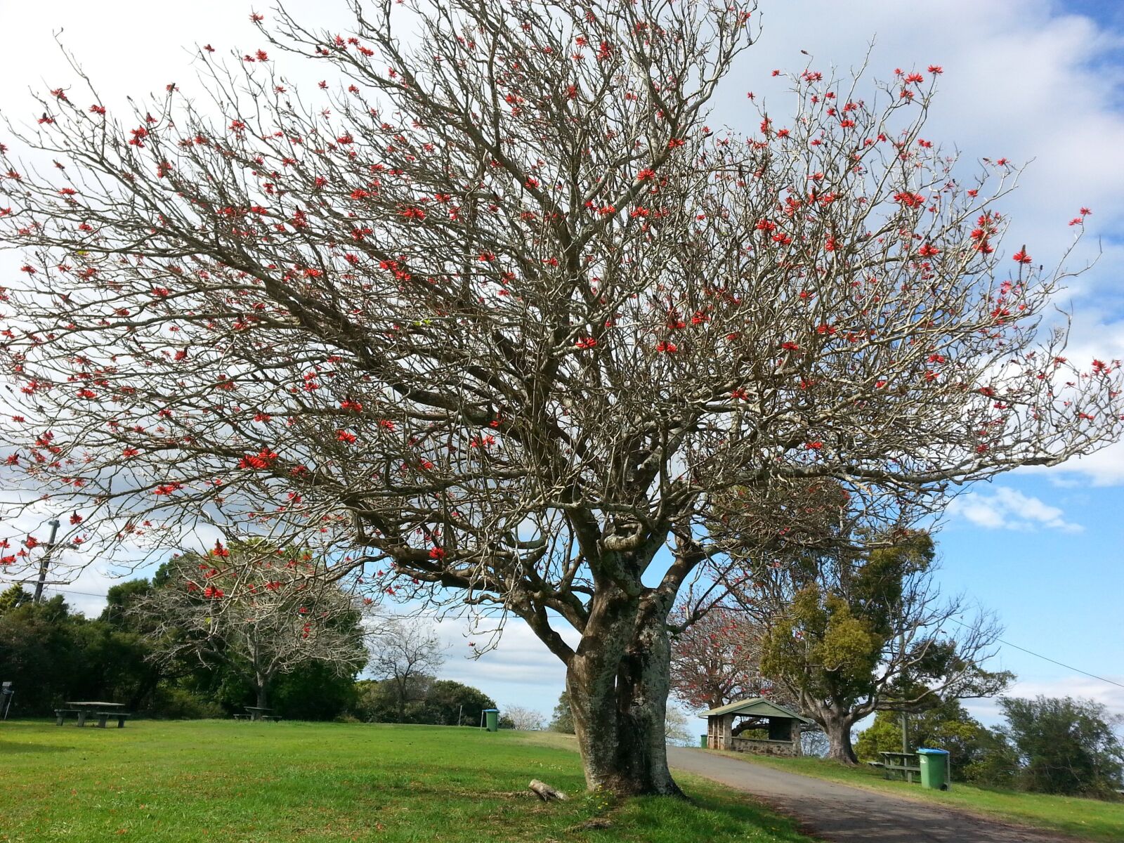 Samsung Galaxy Note2 sample photo. Tree, flowers, branch photography