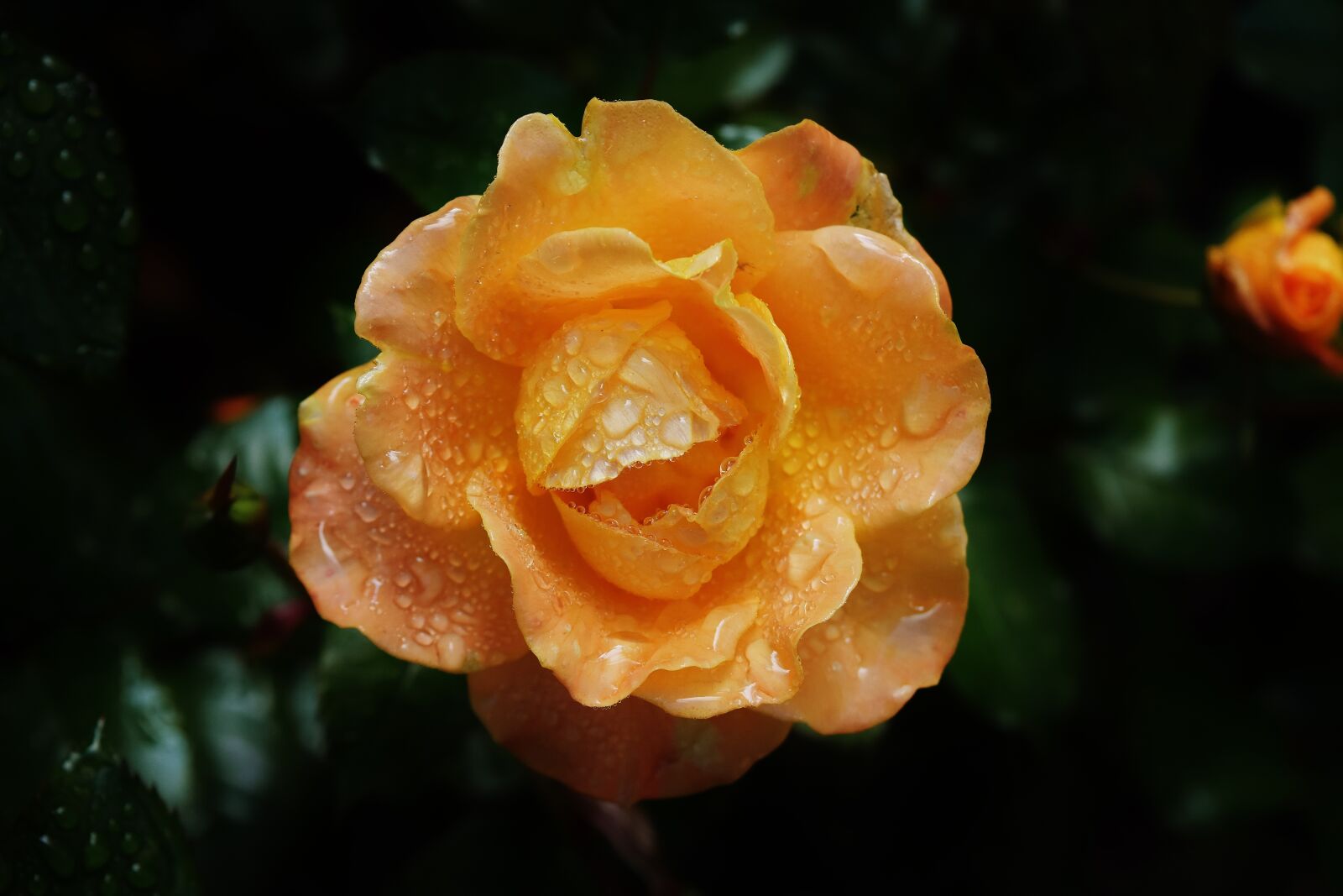 Nikon D7200 sample photo. Rose, orange, color photography