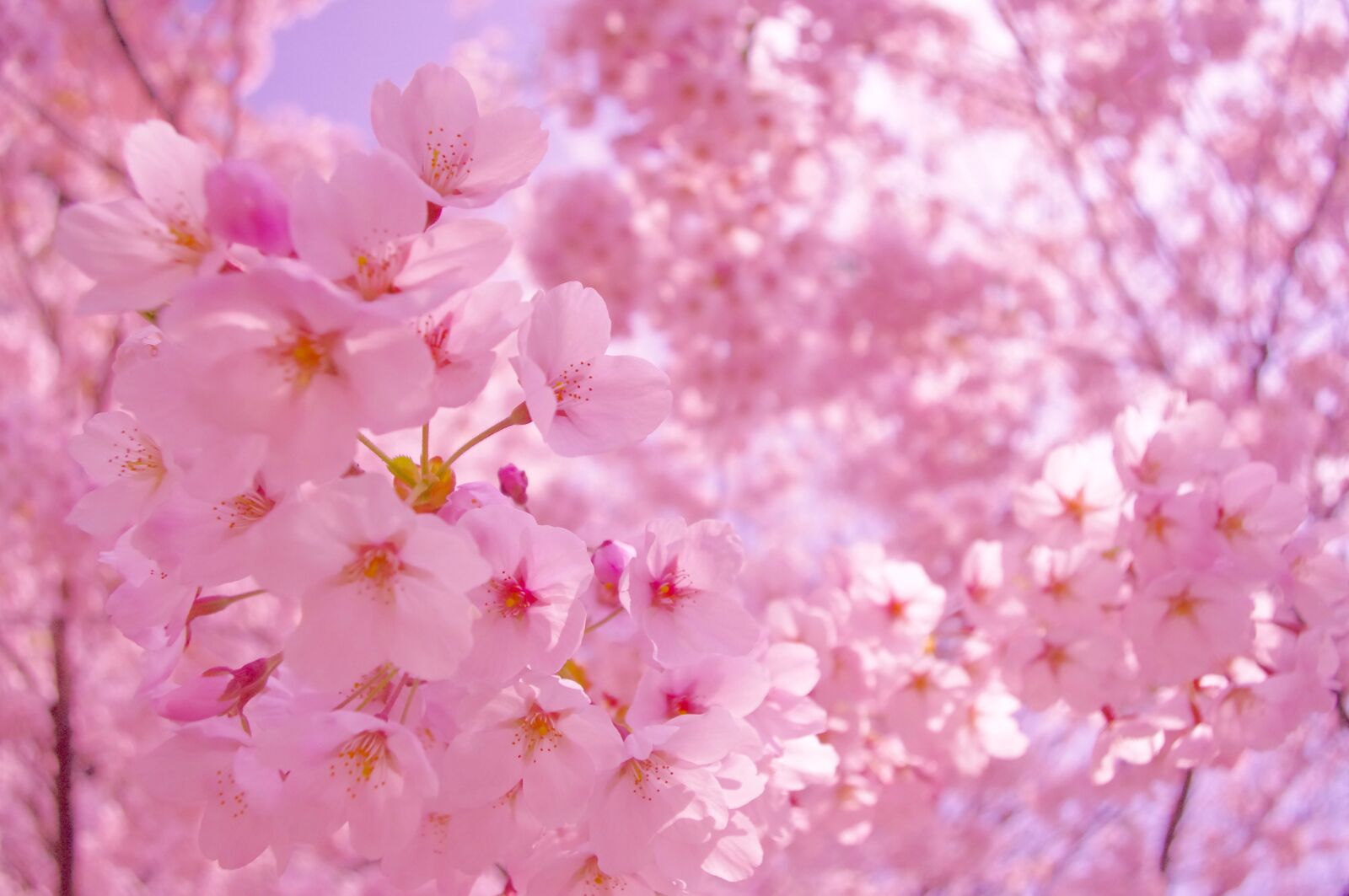 Pentax K-r sample photo. Sakura, flower, pink photography