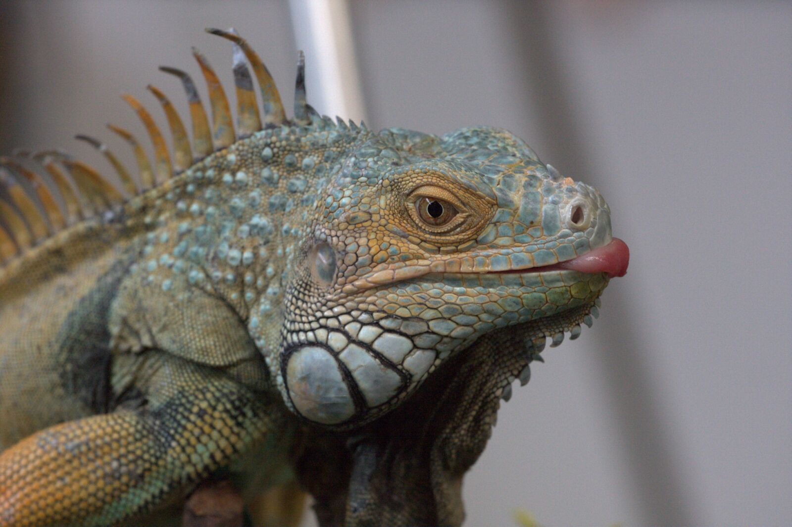 Canon EOS 40D sample photo. Reptile, lizard, animal photography