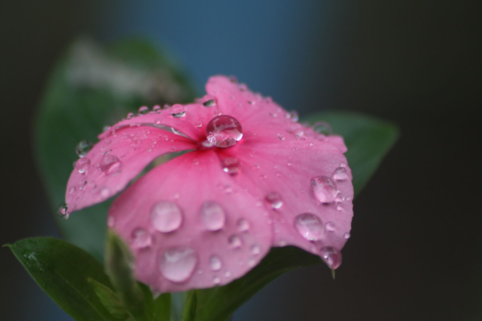 Canon EOS 450D (EOS Rebel XSi / EOS Kiss X2) sample photo. Drop, flowers, rain photography