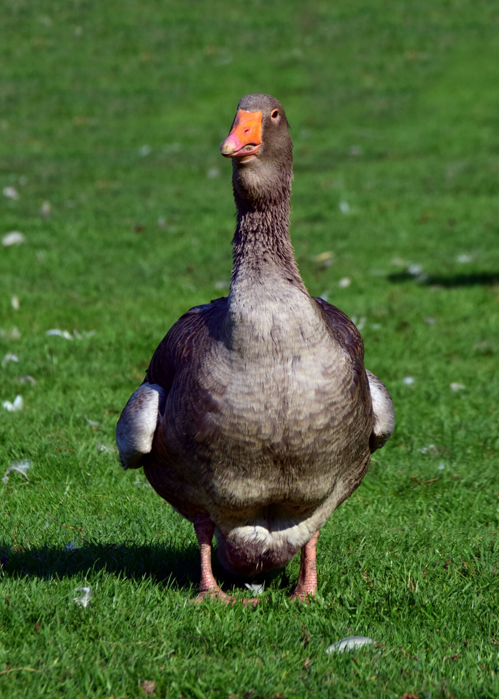 Nikon D3300 sample photo. Goose, duck, bird photography