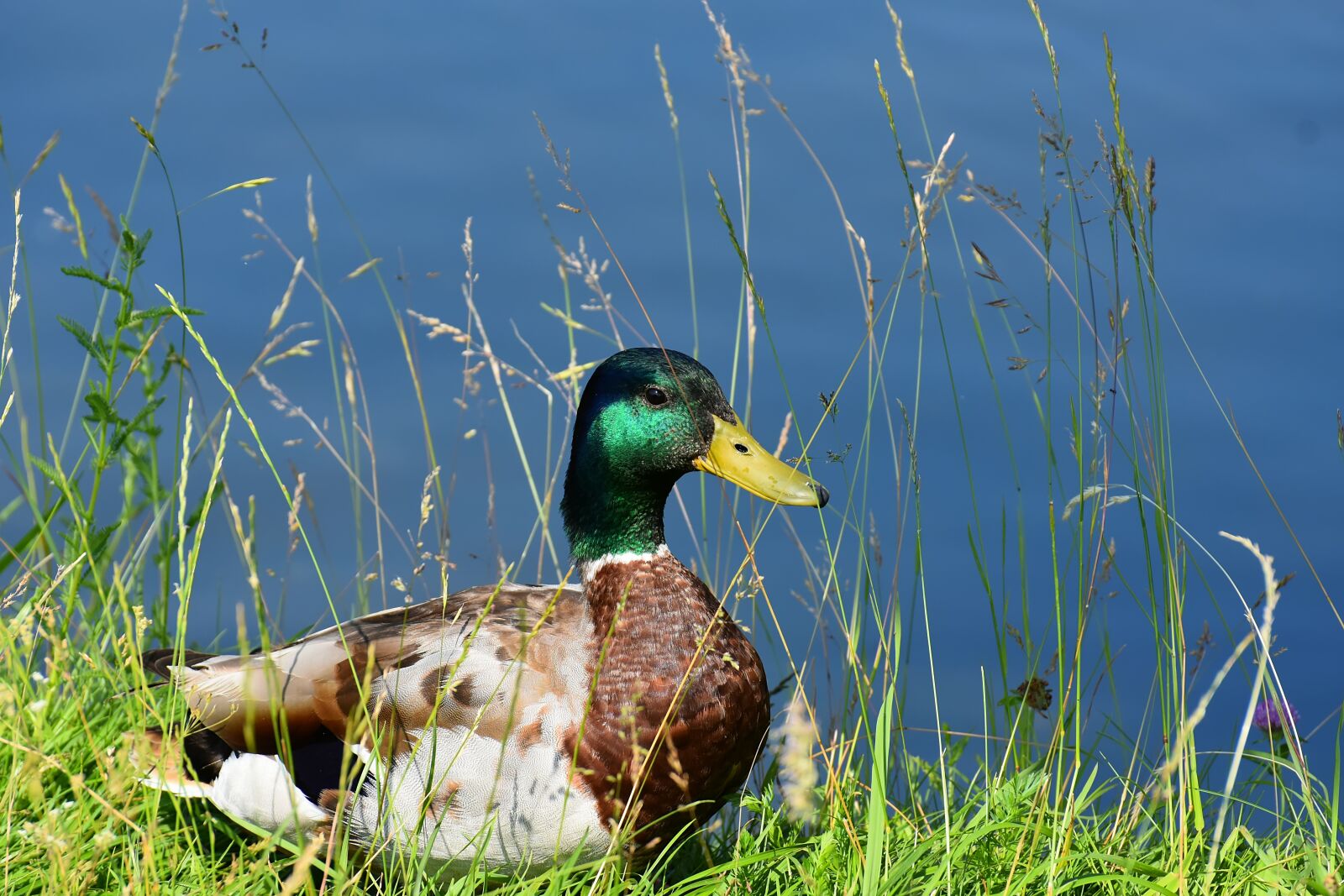 Nikon D7200 sample photo. Drake, mallard, water bird photography
