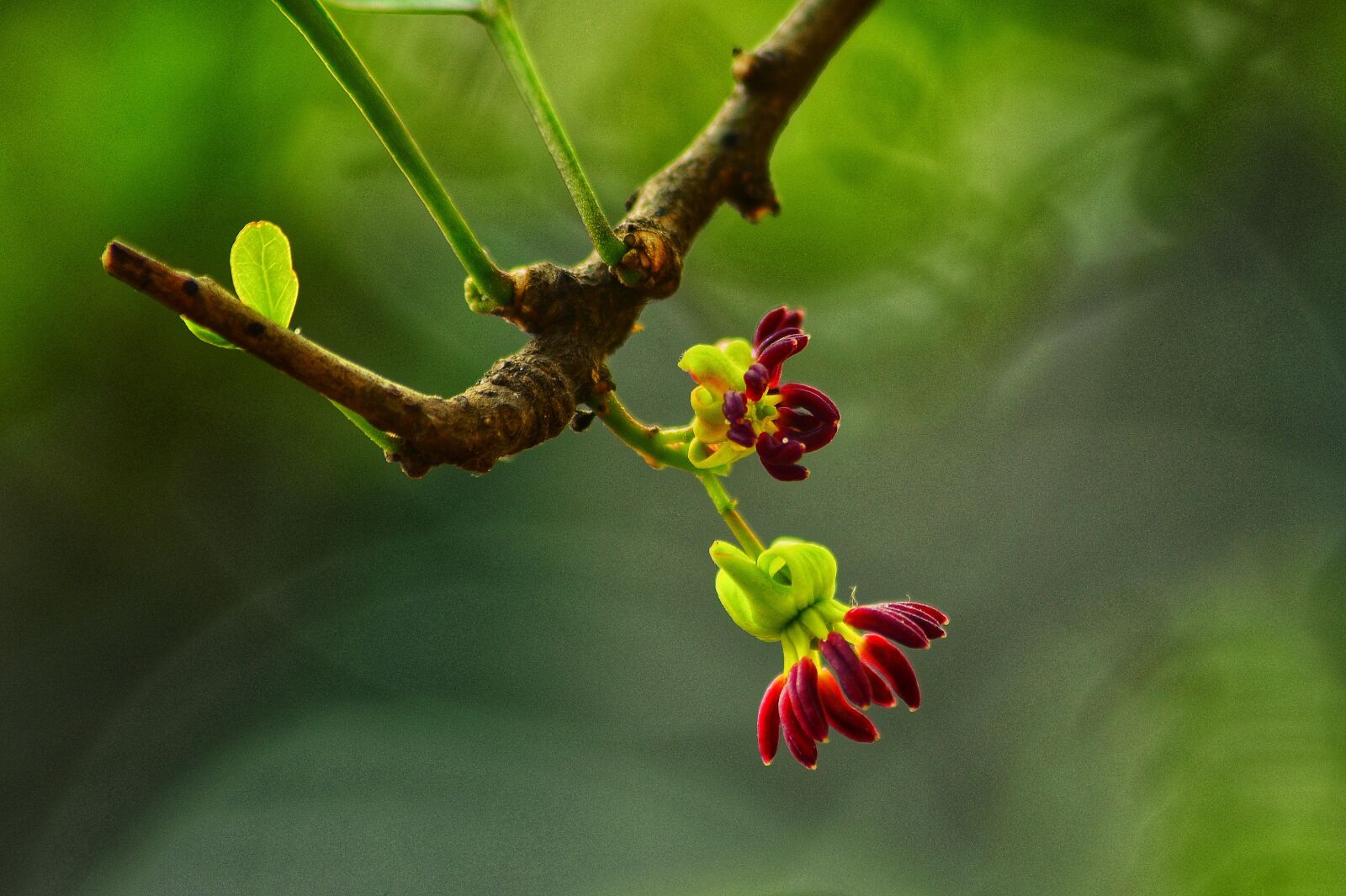 Nikon D5100 sample photo. Flower, red, tree photography