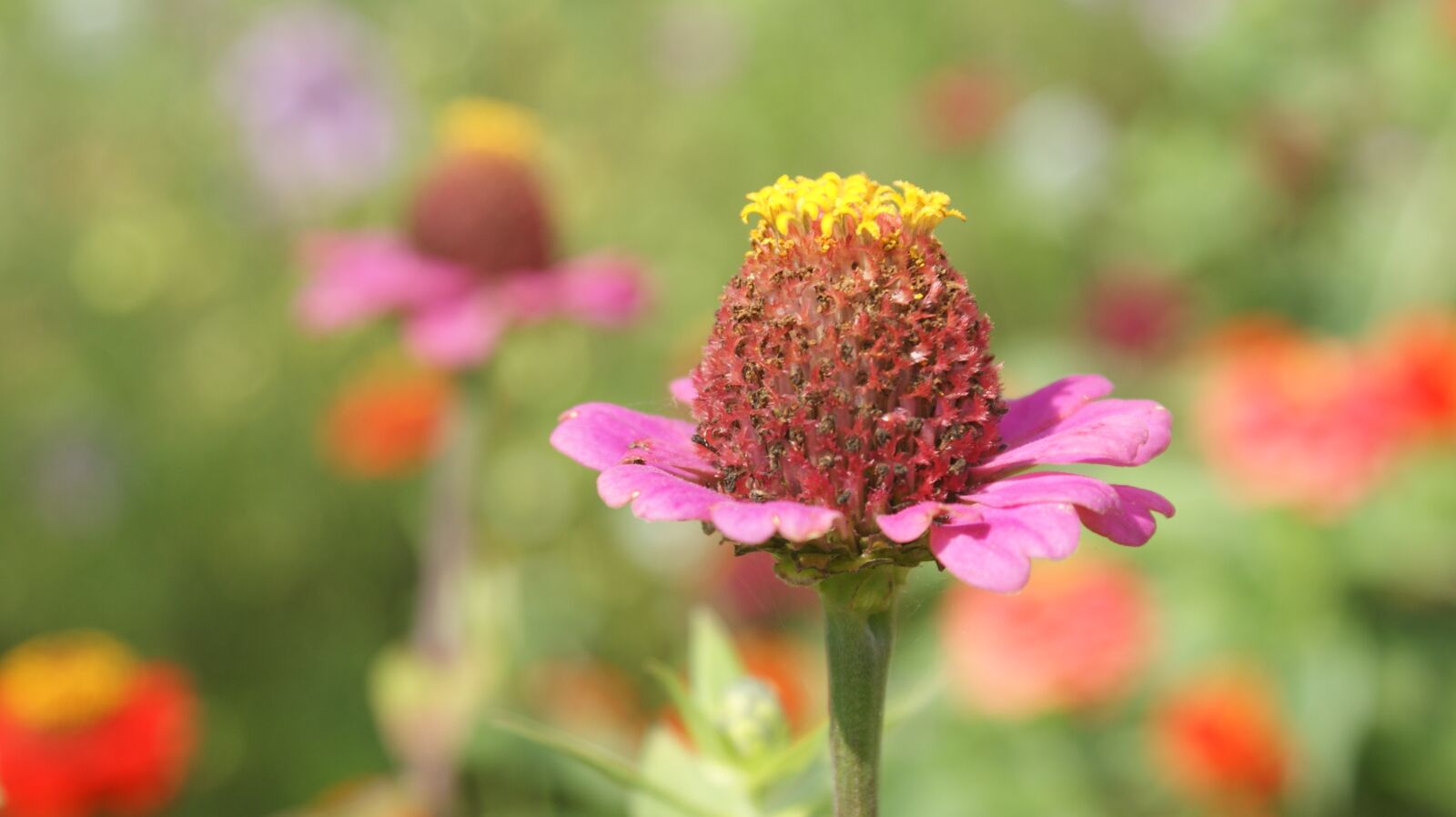 Sony Alpha DSLR-A350 sample photo. Flower, button, leaves photography