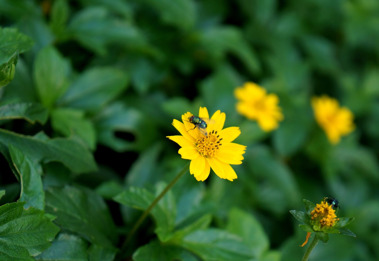 Sony Alpha NEX-F3 + Sony E 18-55mm F3.5-5.6 OSS sample photo. Natural, flower, wildflowers photography