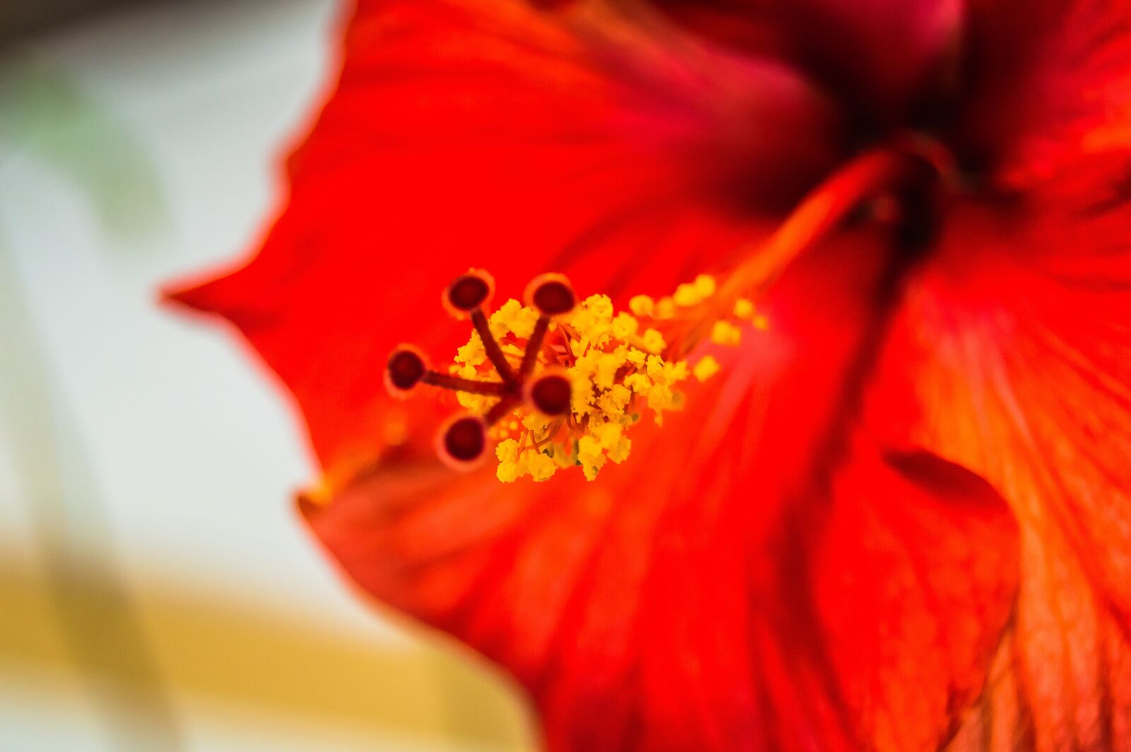 Nikon D3200 sample photo. Flower, nature, garden photography