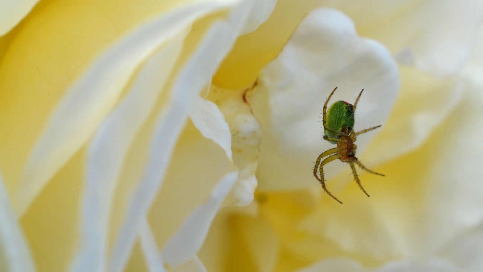 Nikon D5200 sample photo. Spider, rose, pumpkin spider photography