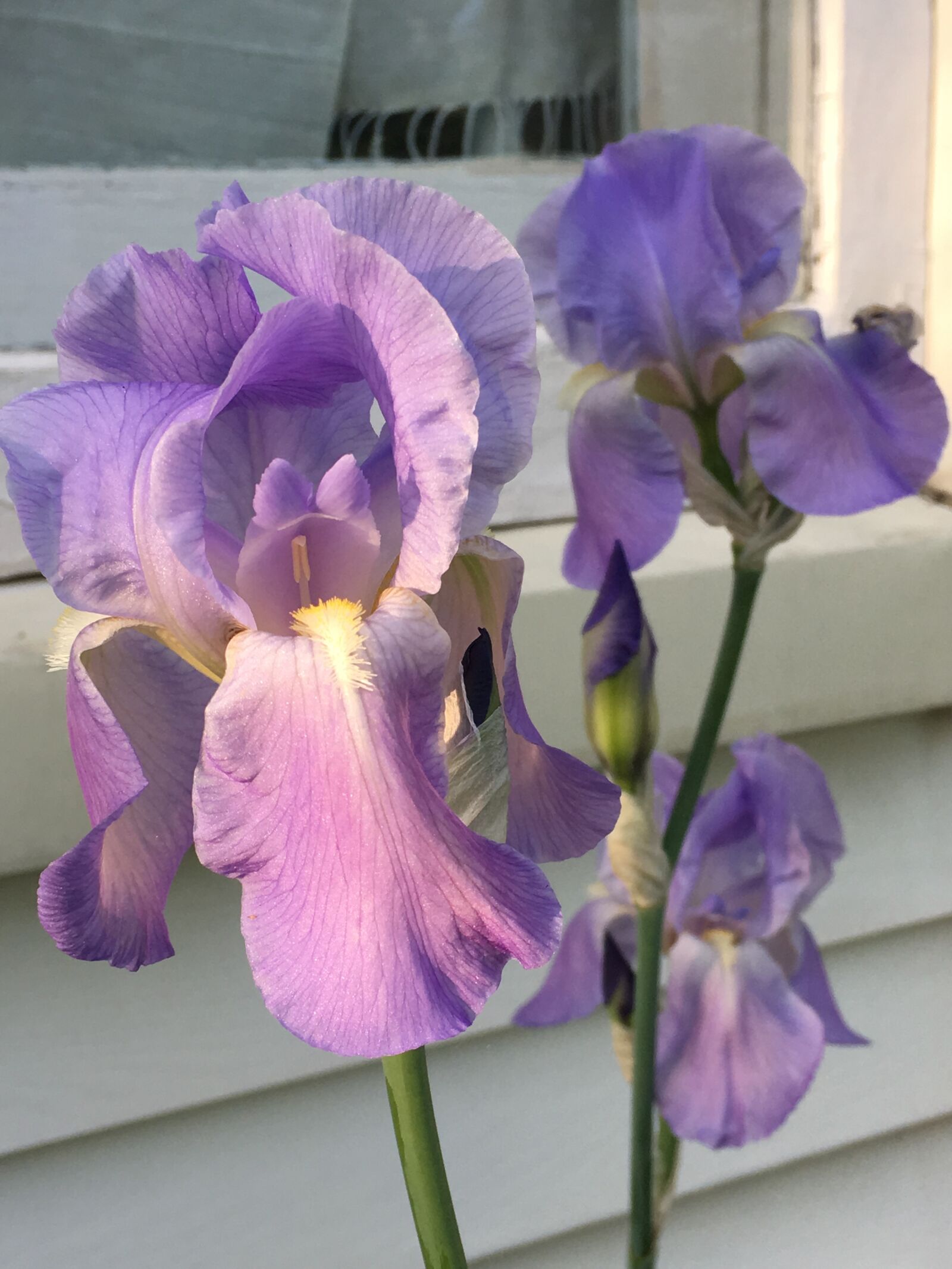 Apple iPhone 6s sample photo. Iris photography
