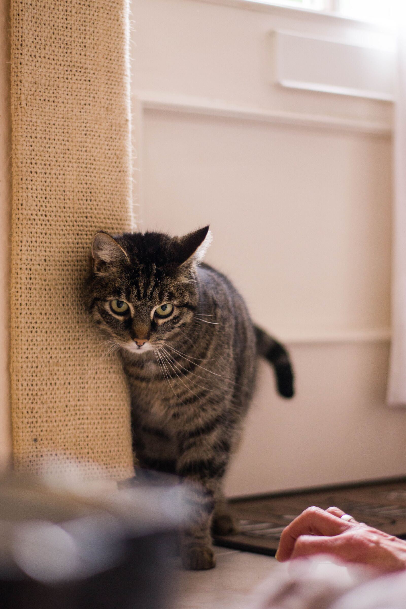 Canon EOS M50 (EOS Kiss M) sample photo. Cat, animals, kitten photography