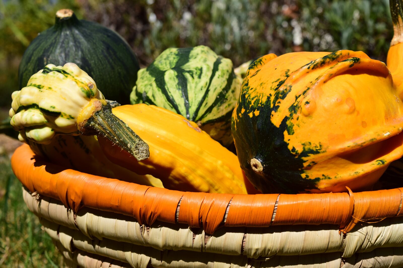 Nikon D3300 sample photo. Pumpkin, gourd, autumn photography