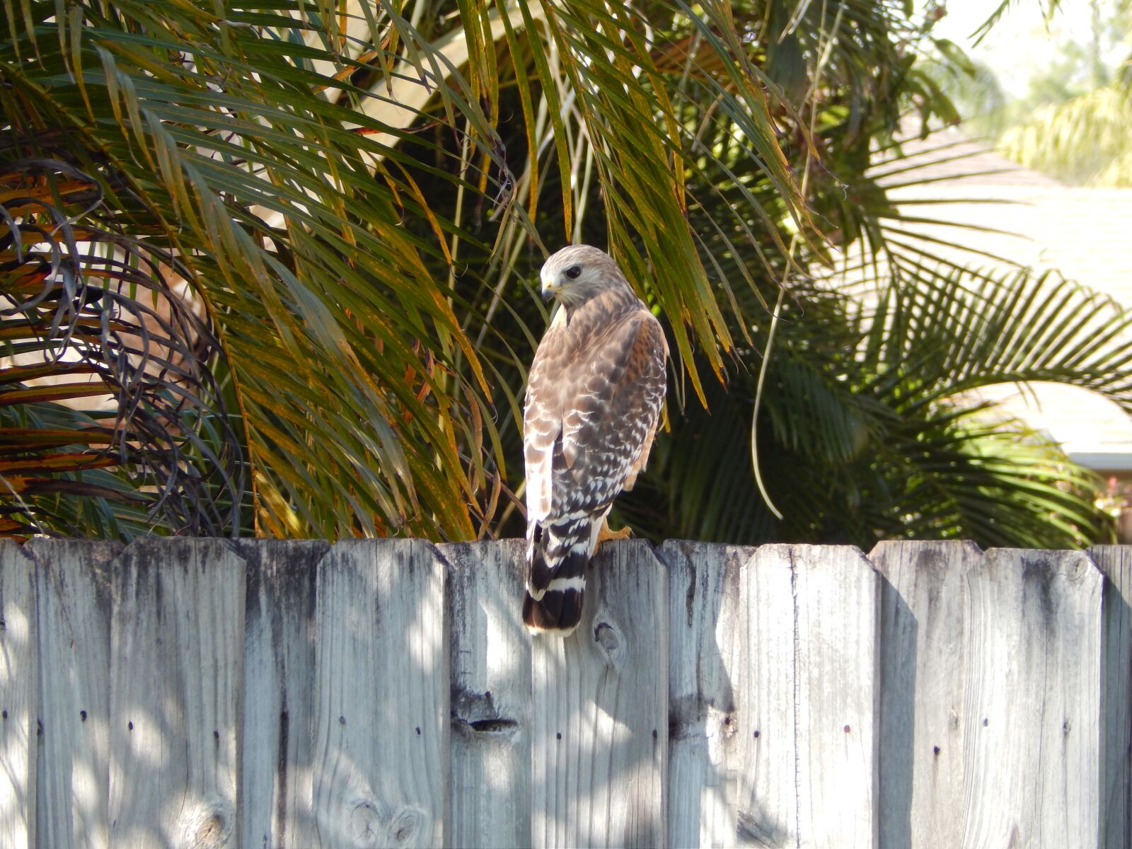 Nikon Coolpix L820 sample photo. Hawk, fence, bird photography