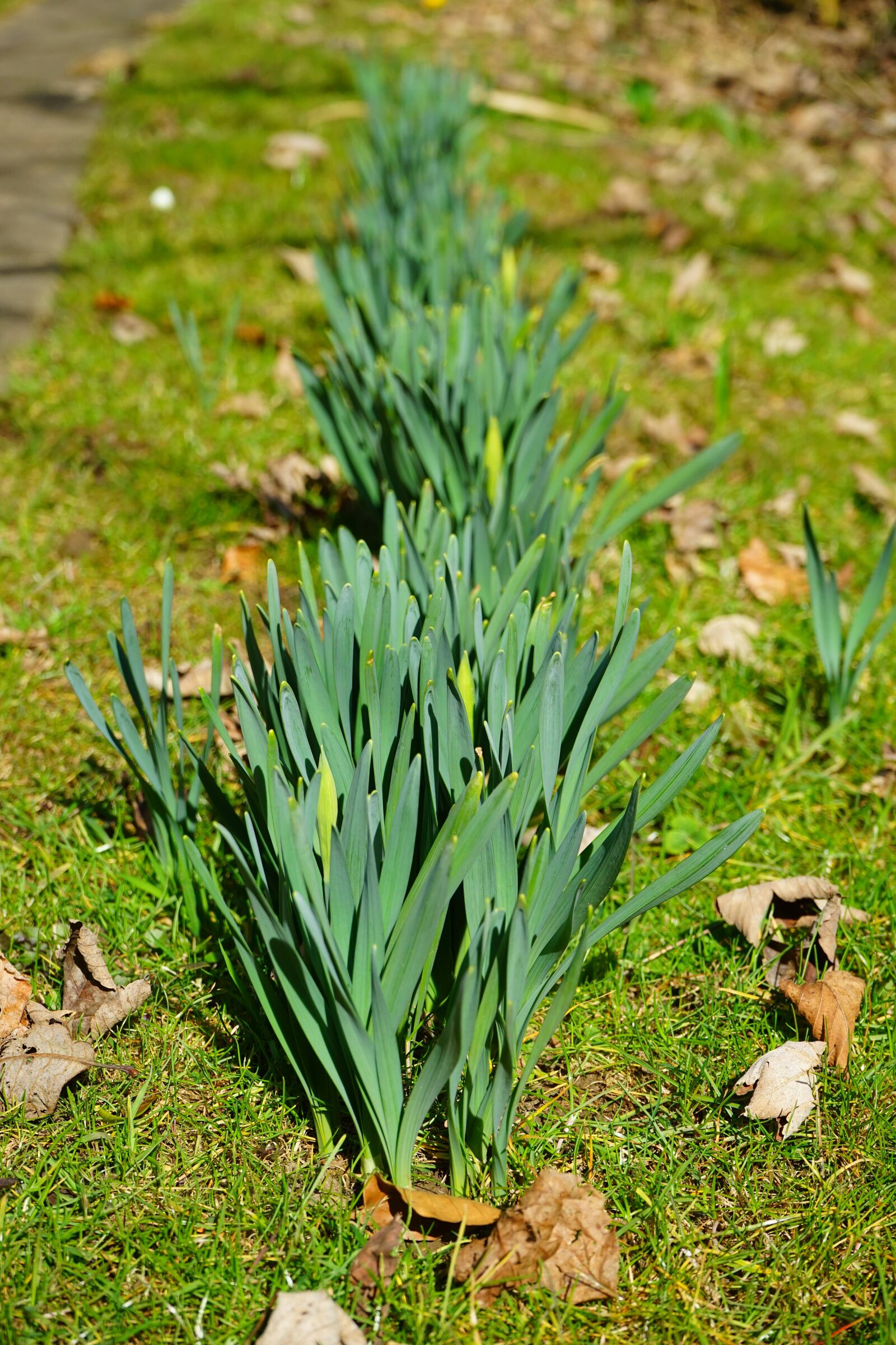 Sony a7 + Sony FE 28-70mm F3.5-5.6 OSS sample photo. Daffodil leaves, daffodils, flower photography