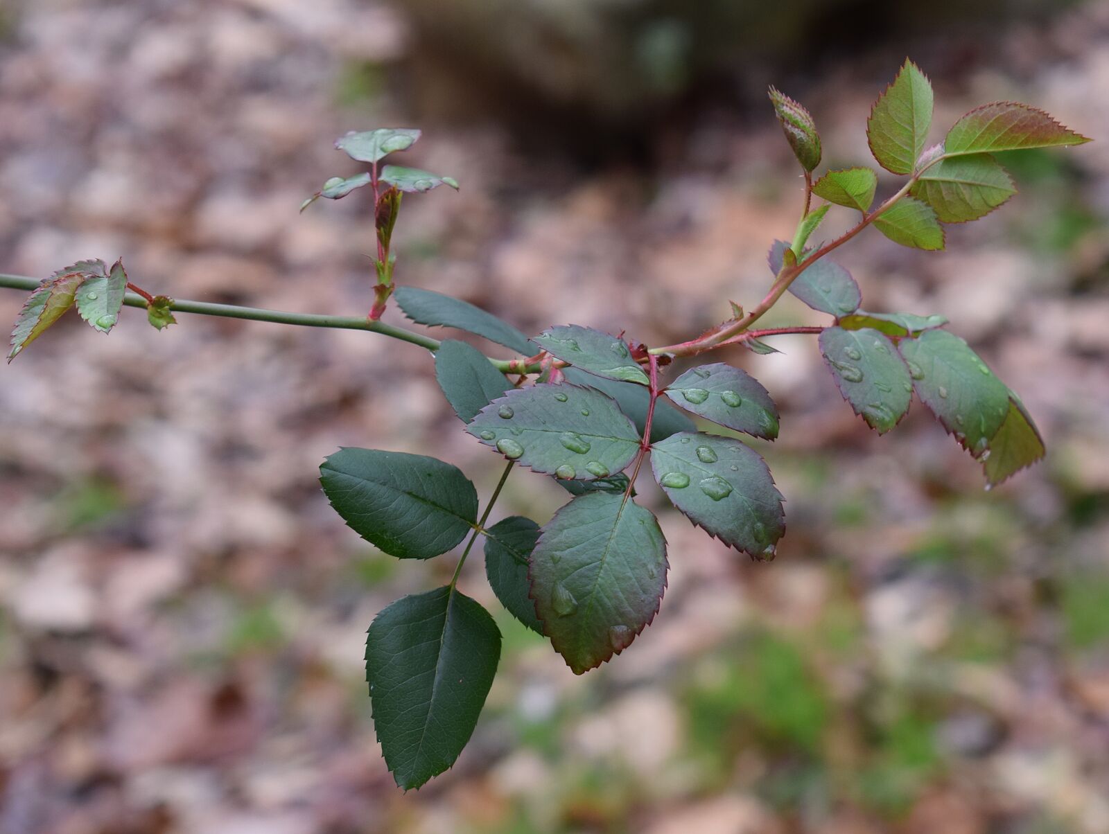 Nikon D3300 sample photo. New rose leaves, rain photography