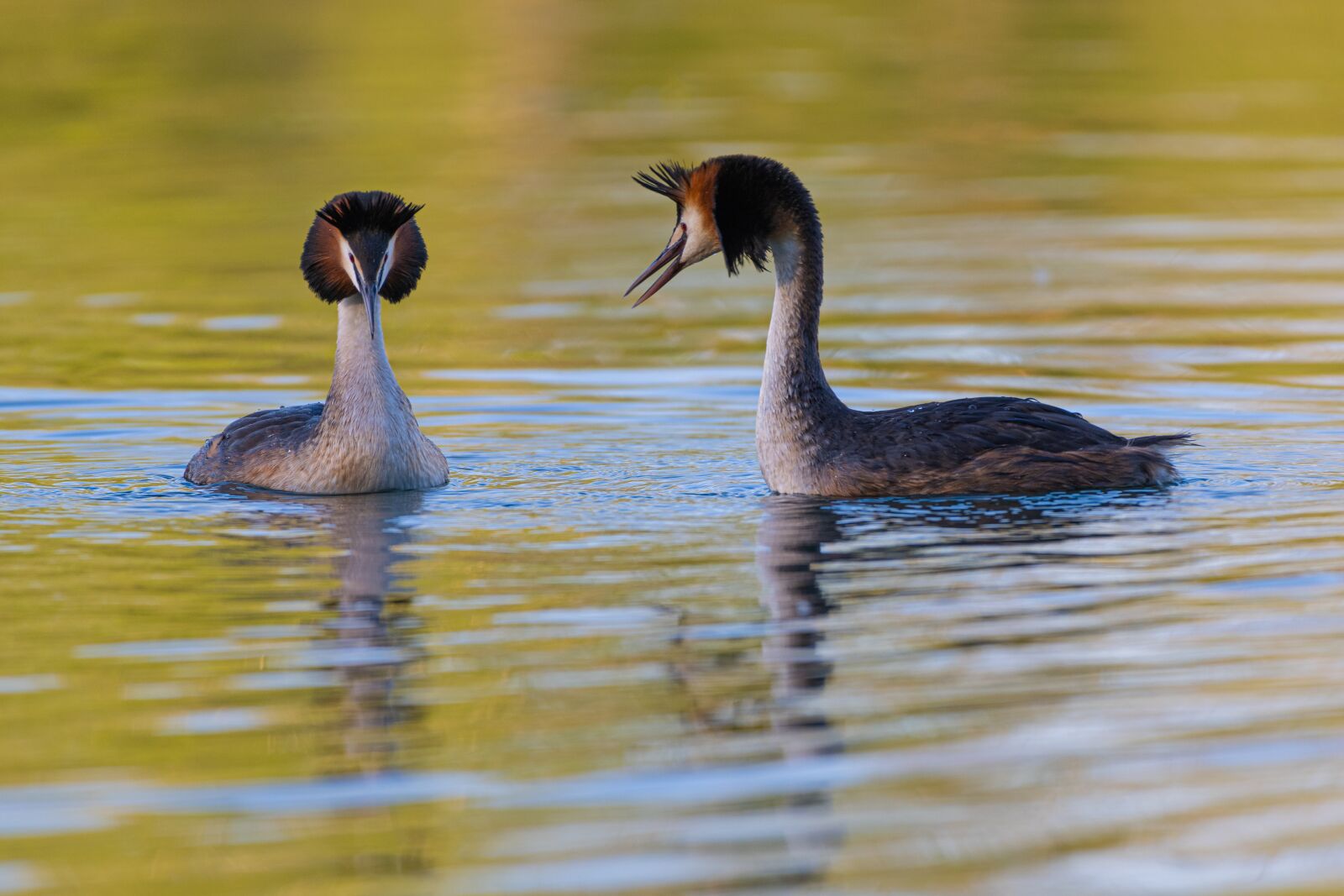 Nikon Z7 sample photo. Waterfowl, birds, great crested photography