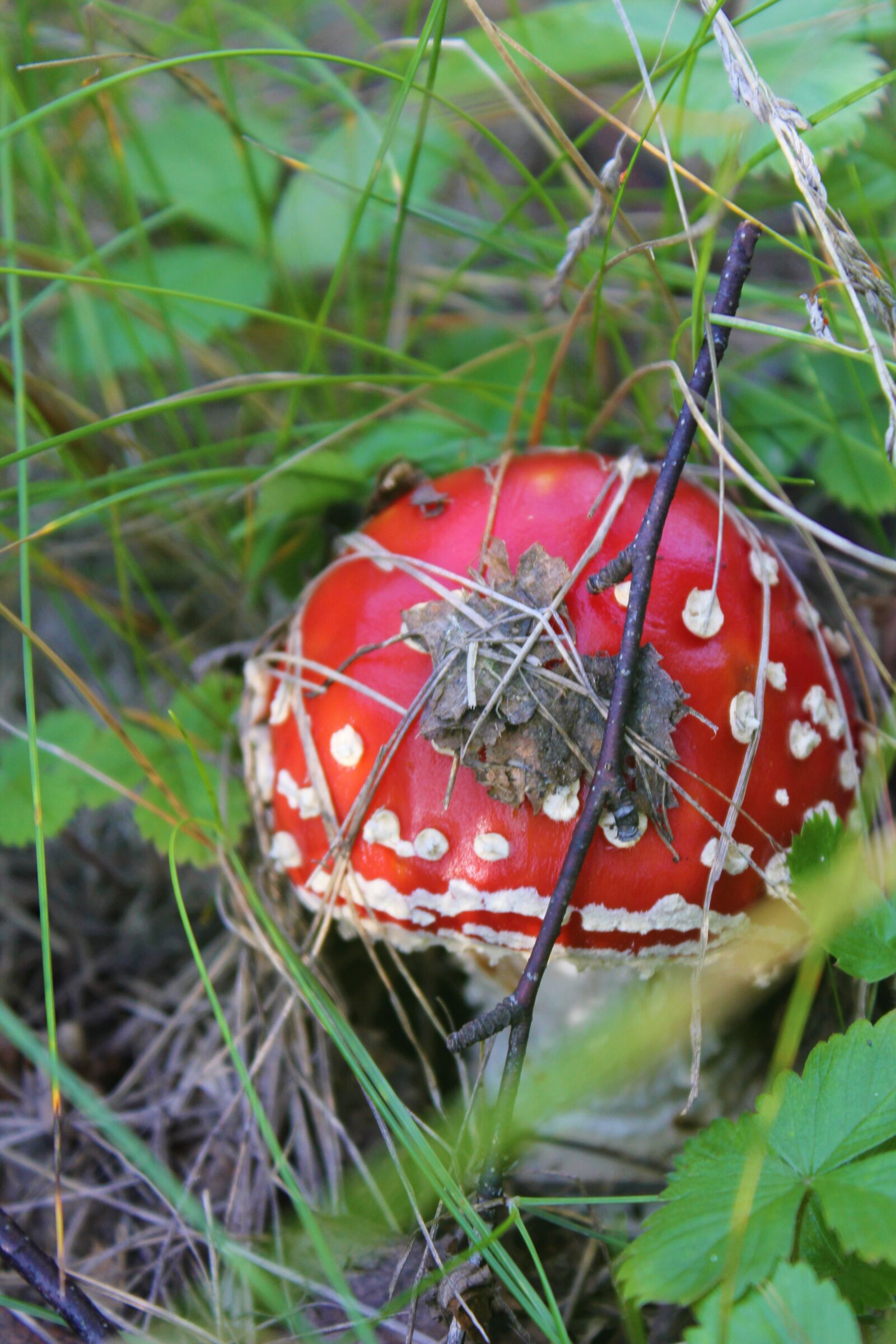 Canon EOS 550D (EOS Rebel T2i / EOS Kiss X4) sample photo. Mushroom, fly agaric, autumn photography