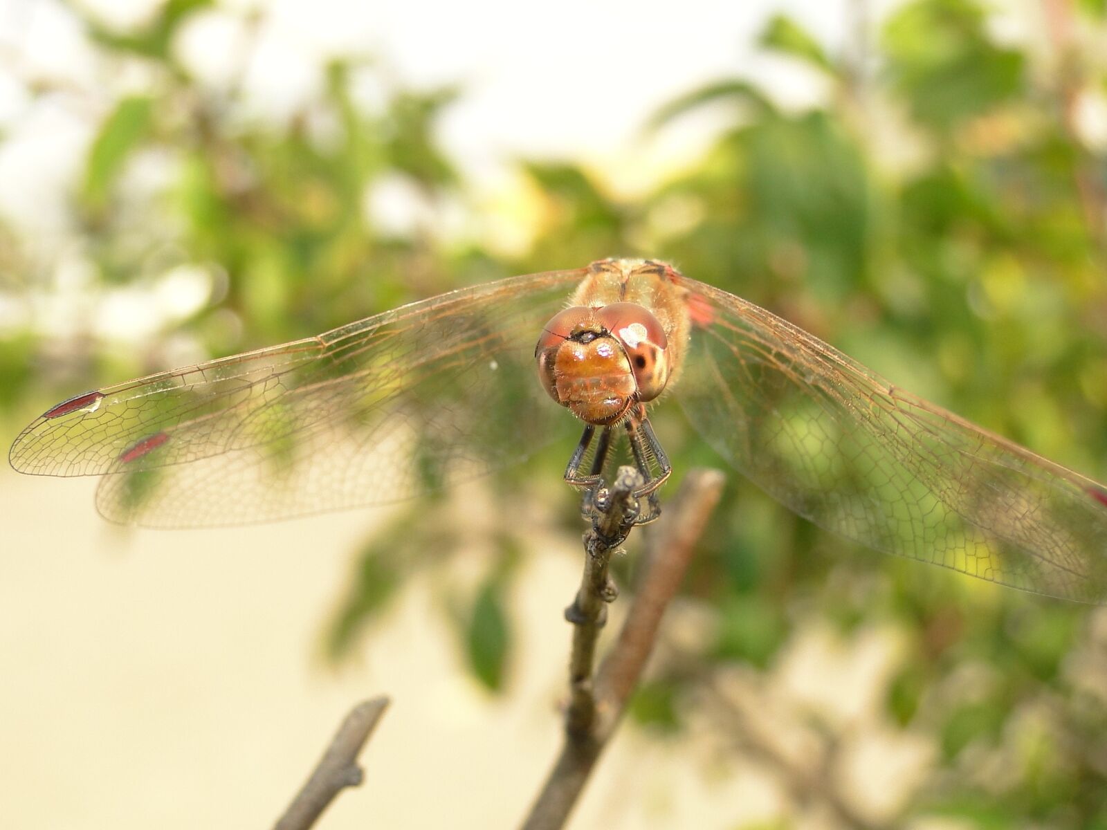 Sony Cyber-shot DSC-HX1 sample photo. Insect, nature, dragonflies r photography