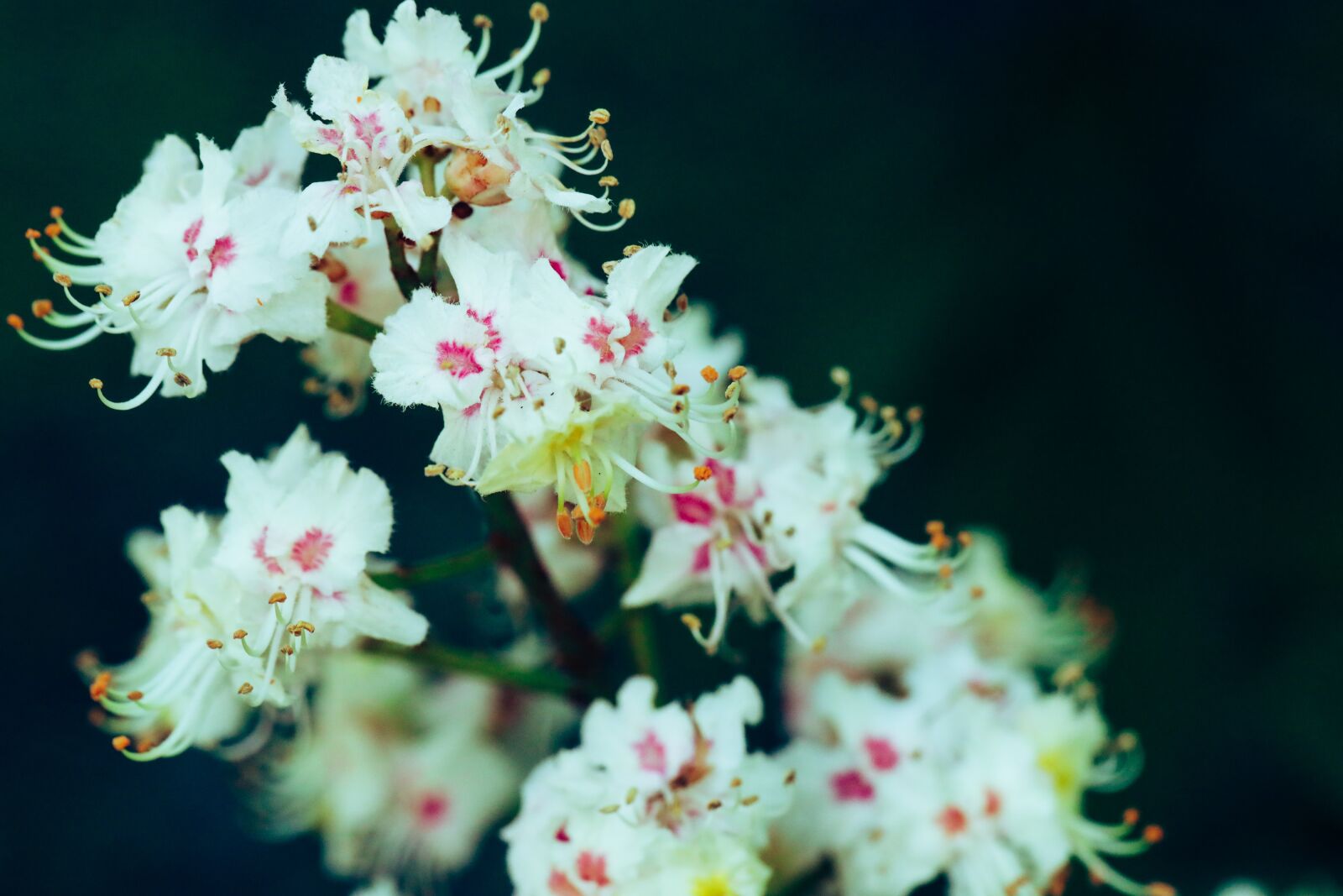 Canon EOS R sample photo. Flower, tree, nature photography