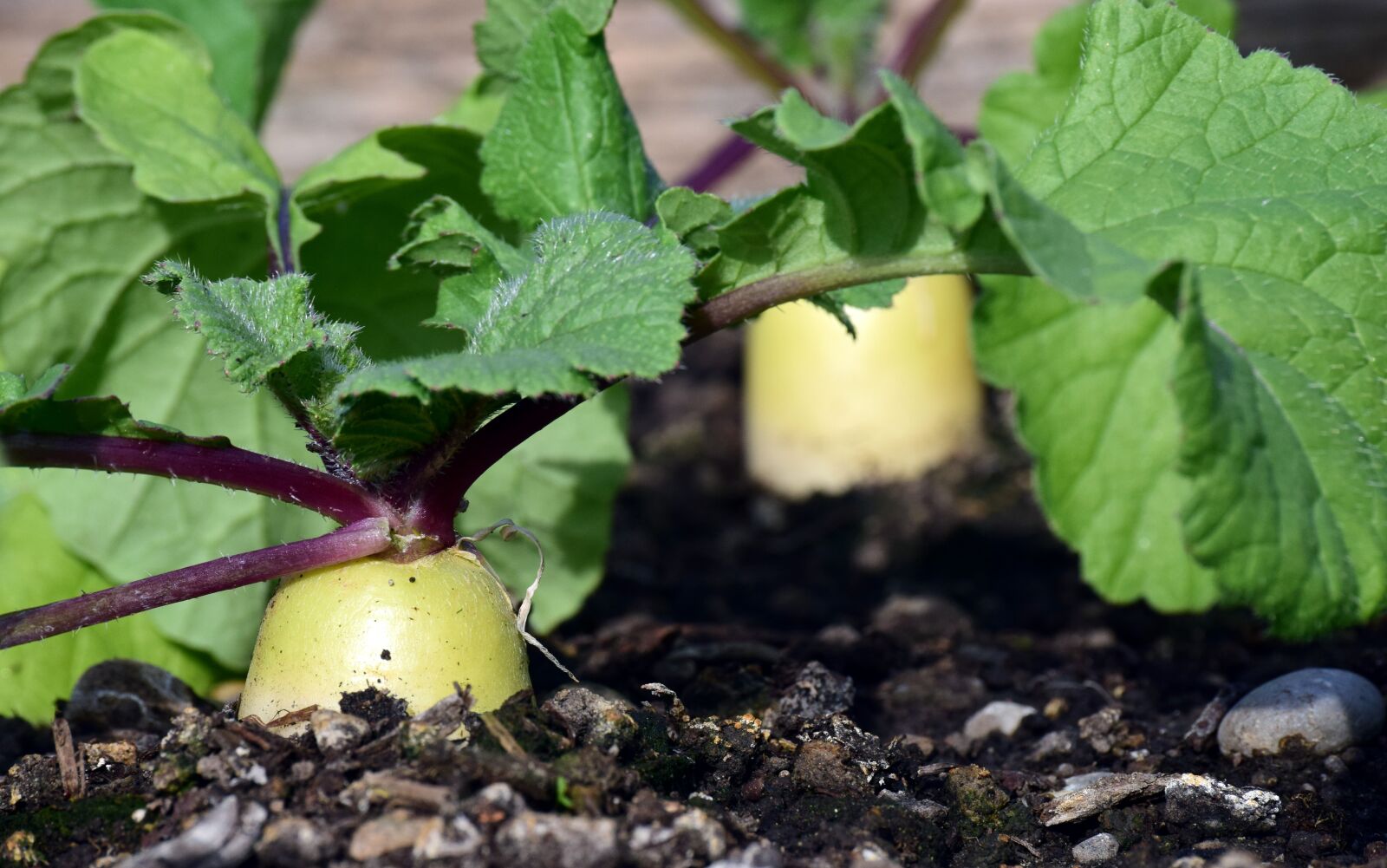 Nikon D3300 sample photo. Radish, cultivation, garden photography