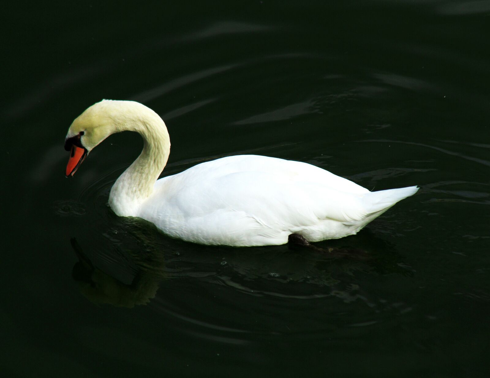 Canon EOS 7D + Canon EF 75-300mm F4.0-5.6 IS USM sample photo. Swan, bird, na photography