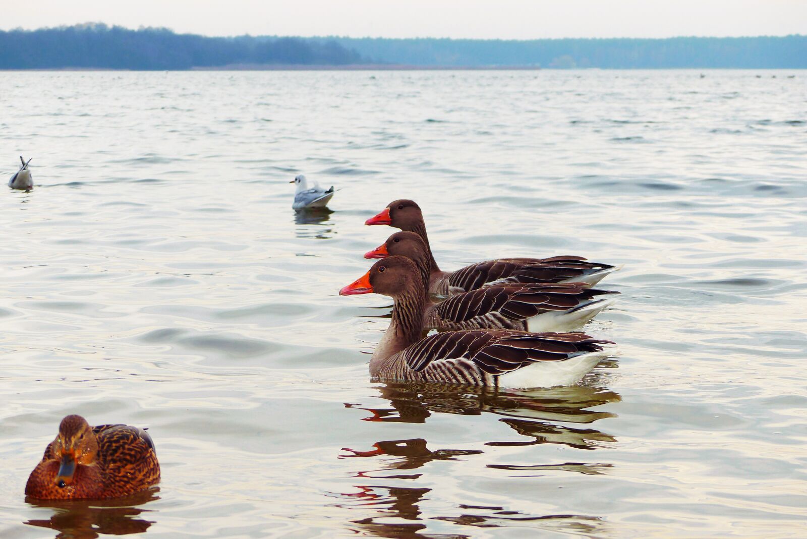 Panasonic Lumix DMC-FZ200 sample photo. Goose grey goose, the photography