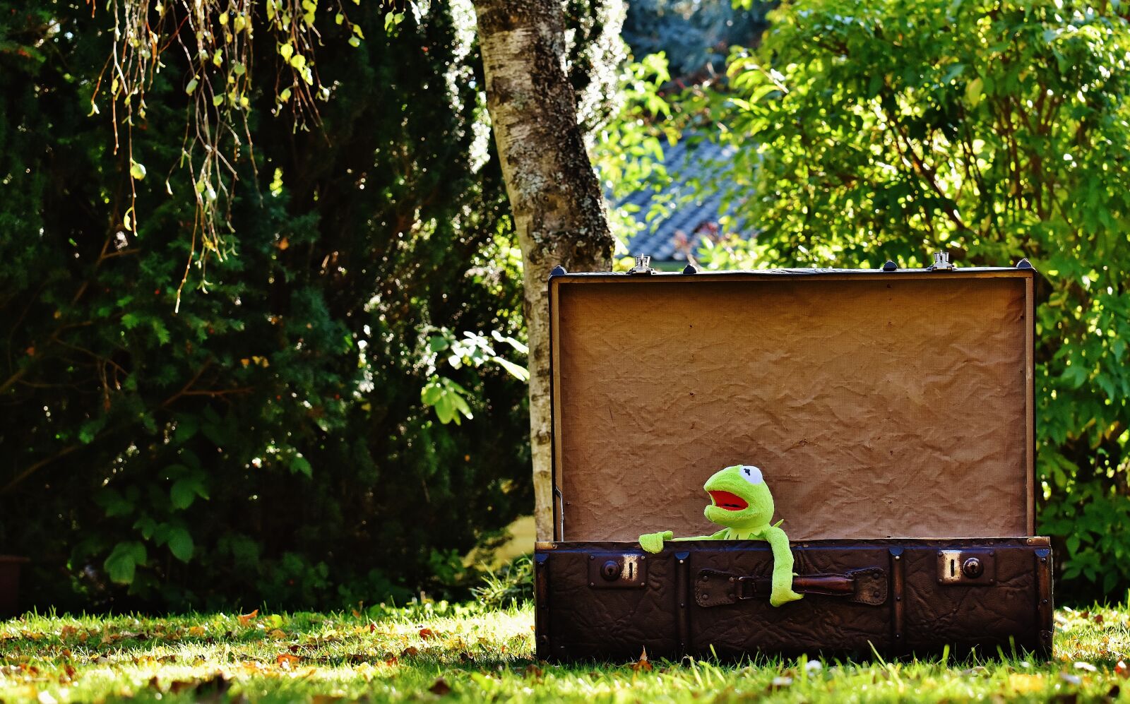 Nikon D7200 sample photo. Kermit, farewell, cute photography