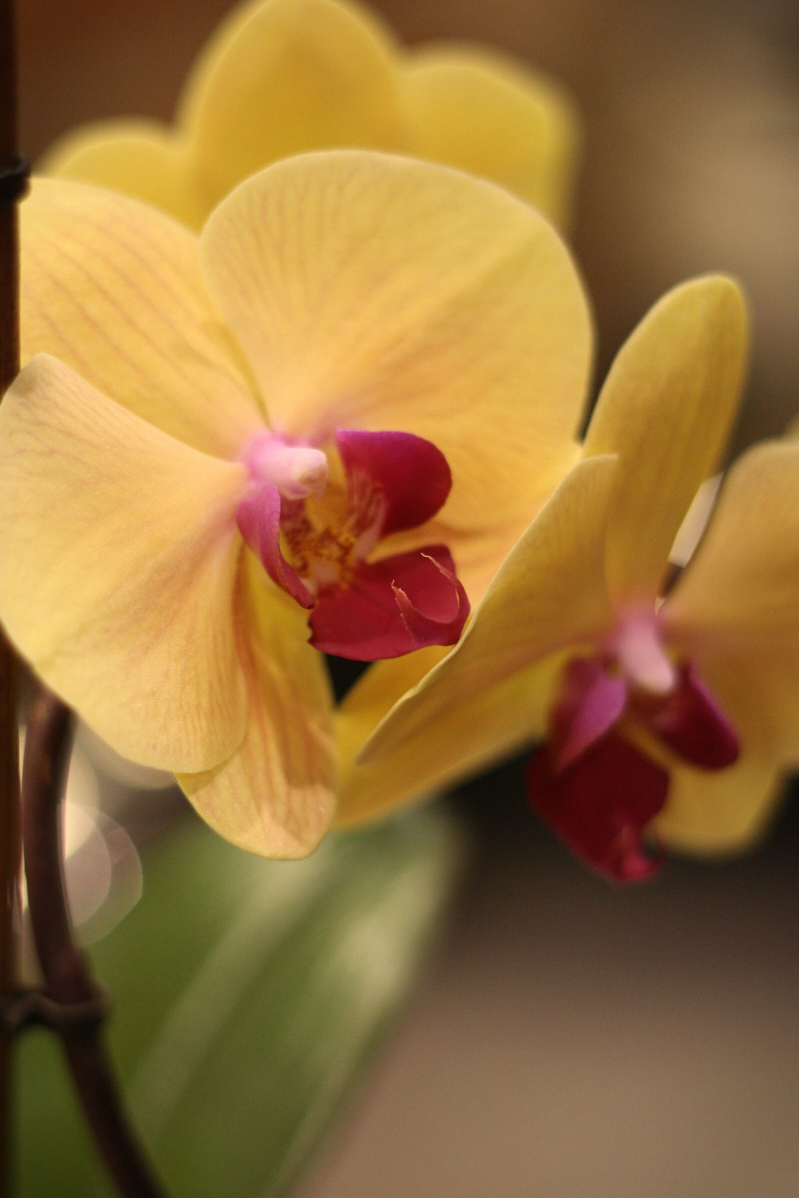 Canon EOS 400D (EOS Digital Rebel XTi / EOS Kiss Digital X) sample photo. Flower, orchid photography
