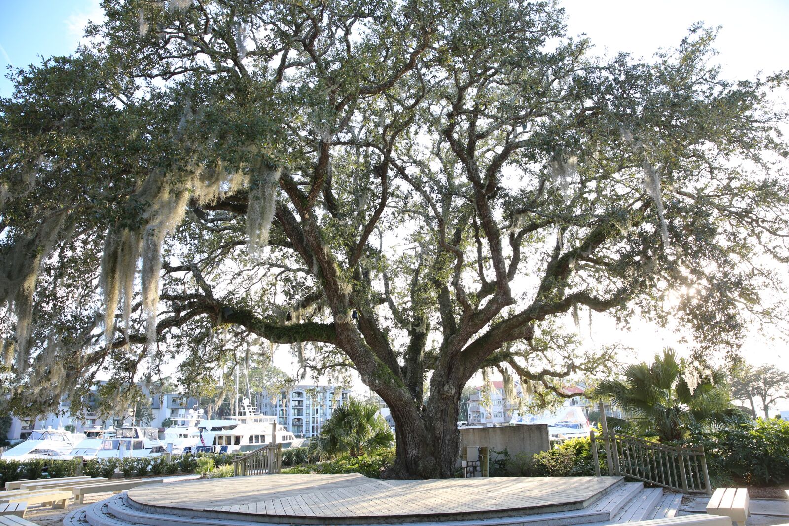 Canon EF 24-70mm F2.8L II USM sample photo. Tree, hilton head, liberty photography