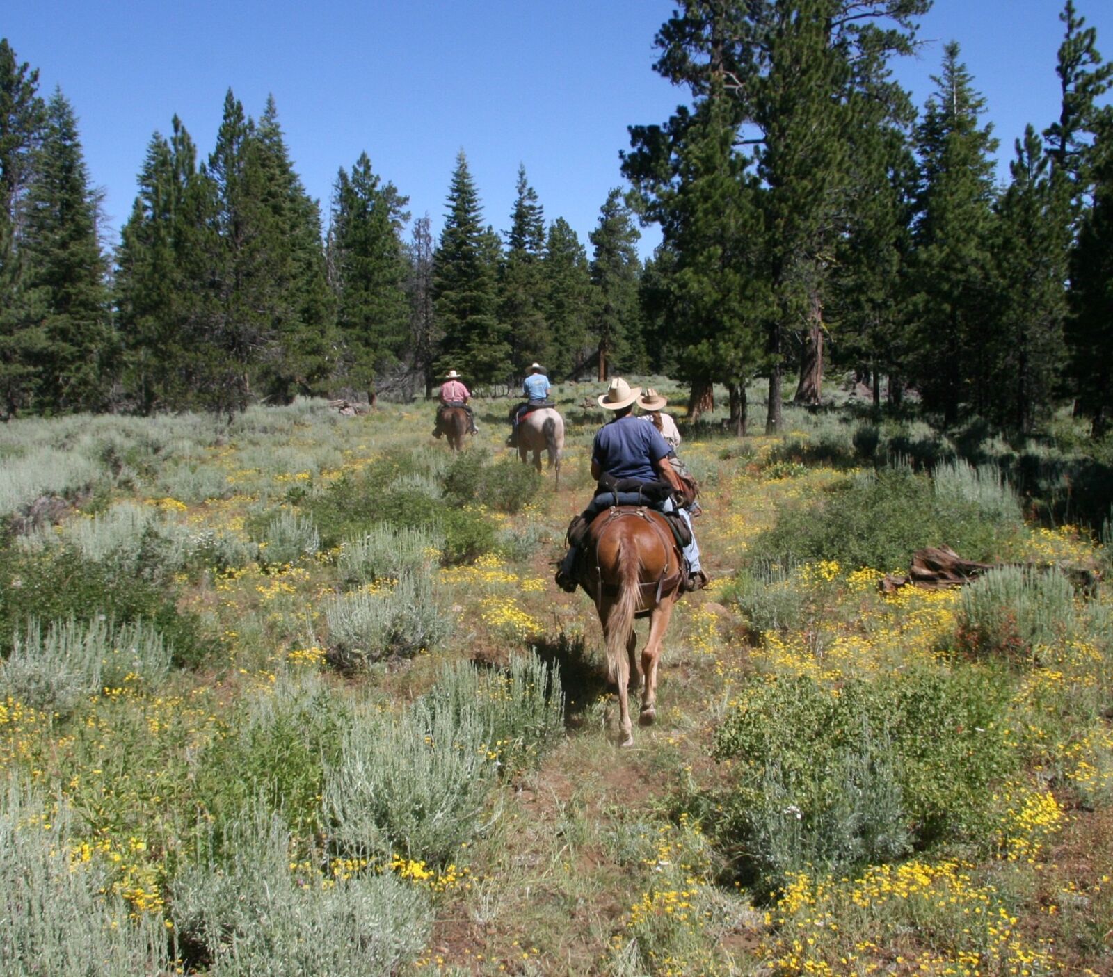 Canon EOS 400D (EOS Digital Rebel XTi / EOS Kiss Digital X) sample photo. Horseback riding, trail, wilderness photography