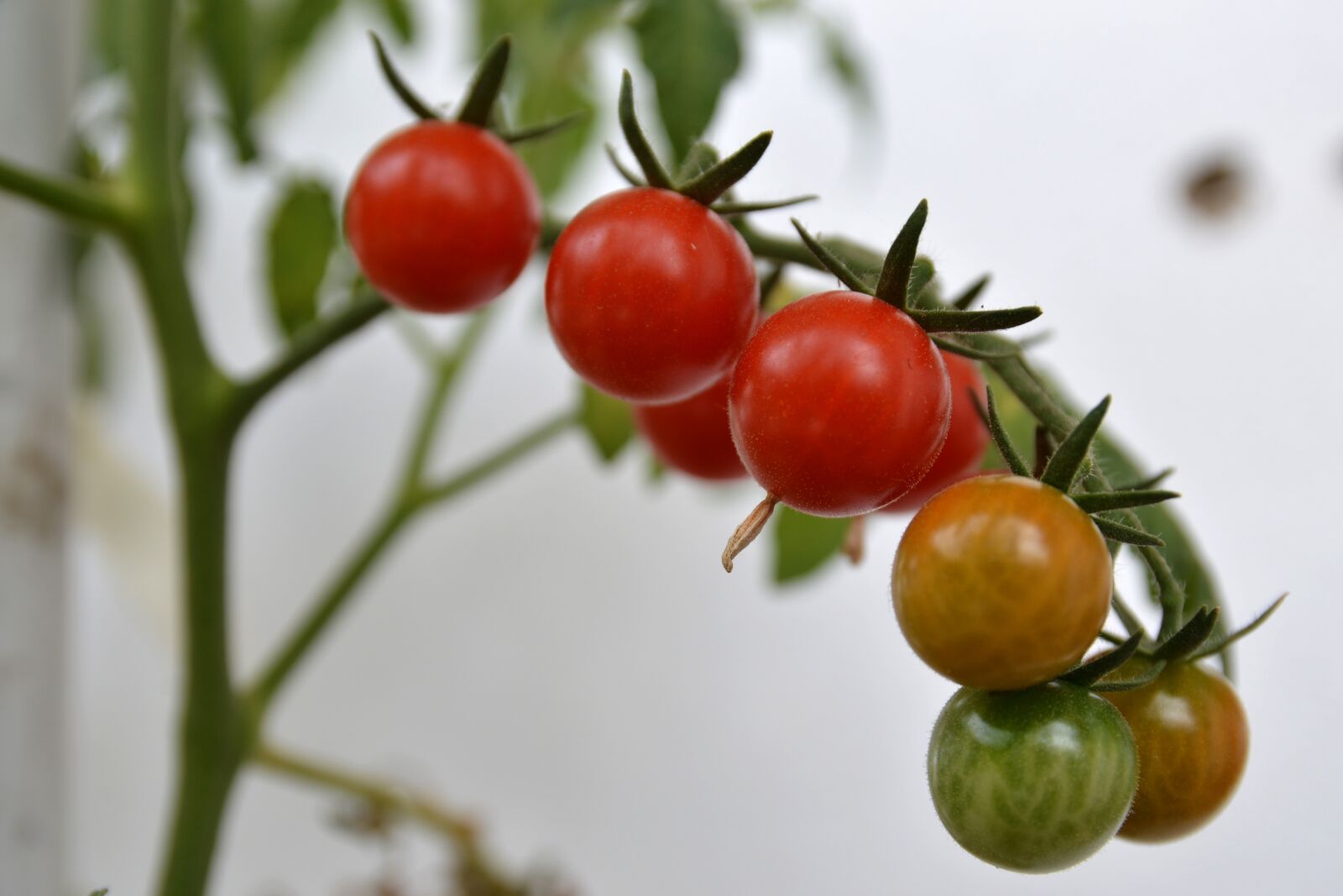 Nikon D3200 sample photo. Plant, cherry, tomato photography