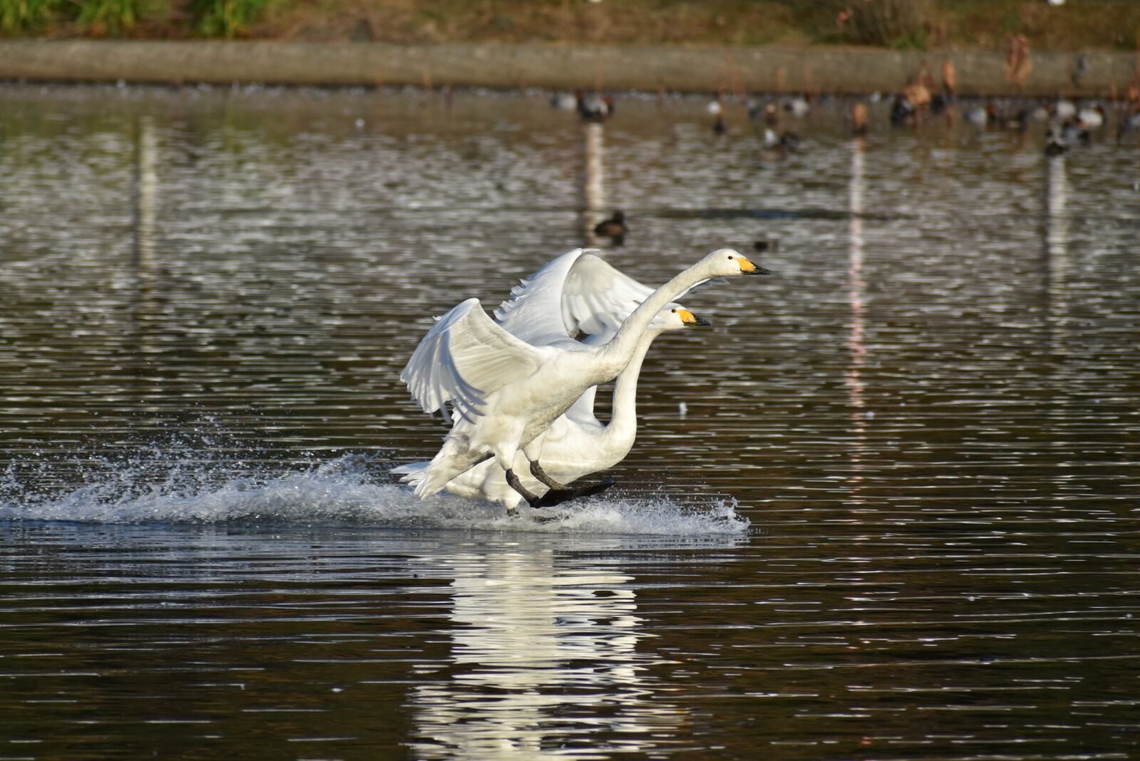 Nikon D7200 sample photo. Animal, lake, waterside photography