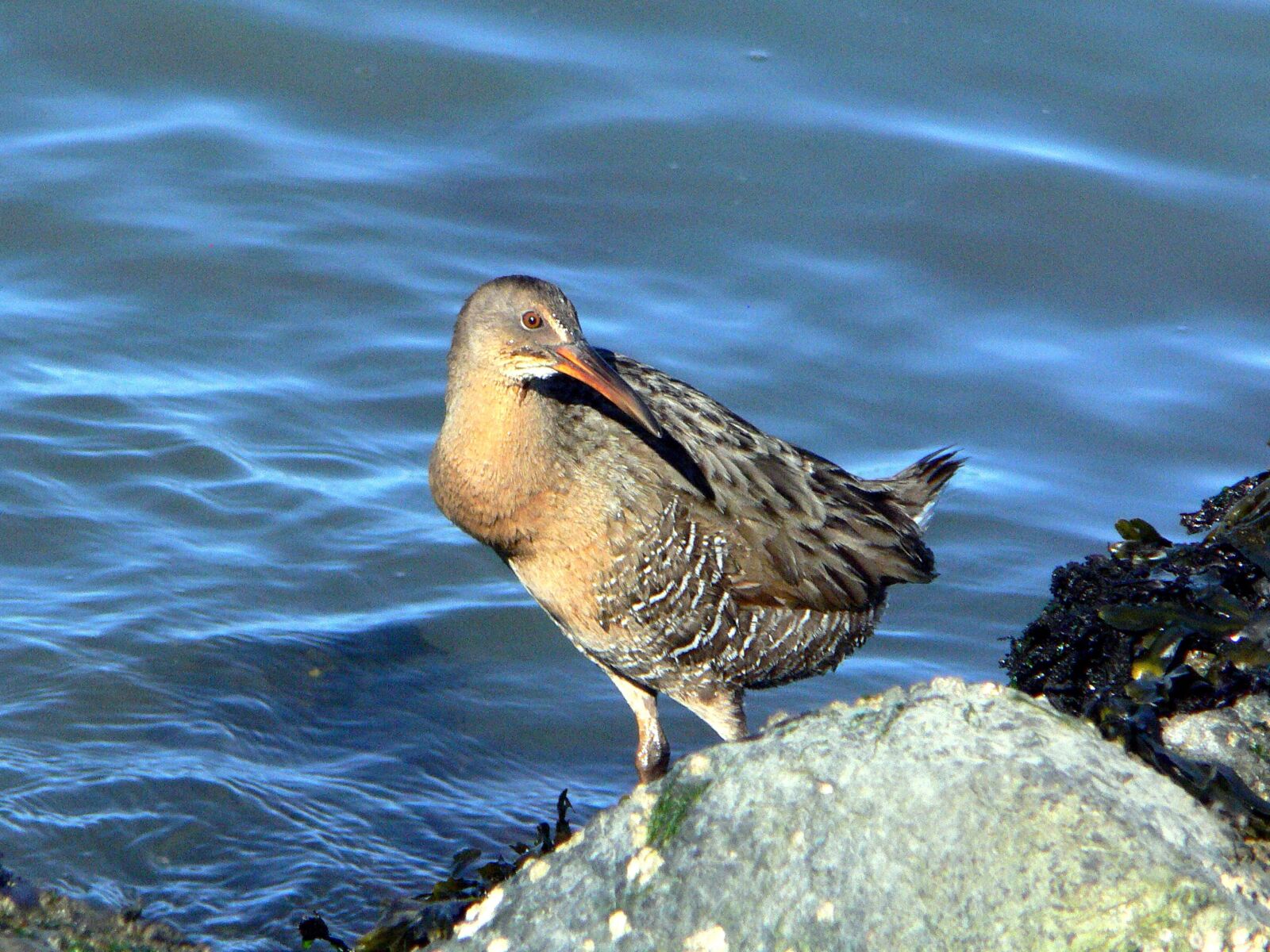 Panasonic DMC-FZ30 sample photo. Clapper, rail, bird, shore photography